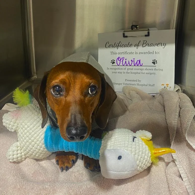 Gallery 1 — Granger Veterinary Hospital