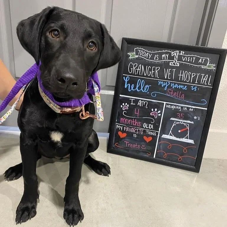 Gallery 1 — Granger Veterinary Hospital