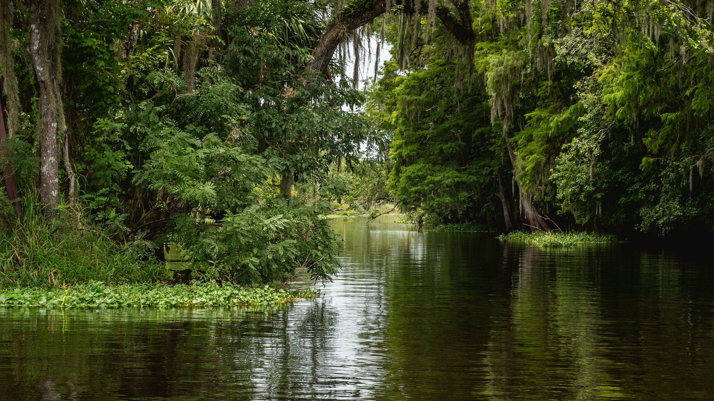 A serene swamp landscape with lush greenery, trees draped in Spanish moss, and still, reflective water. The dense vegetation includes various shrubs and tall trees, creating a peaceful, natural scene.