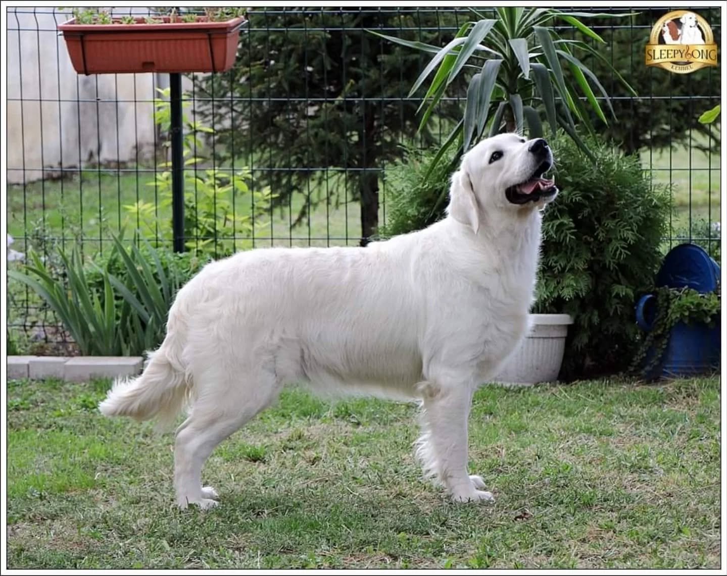 A happy, white Retriever dog standing on a grassy yard with a fence, green plants, and a blue watering can in the background.