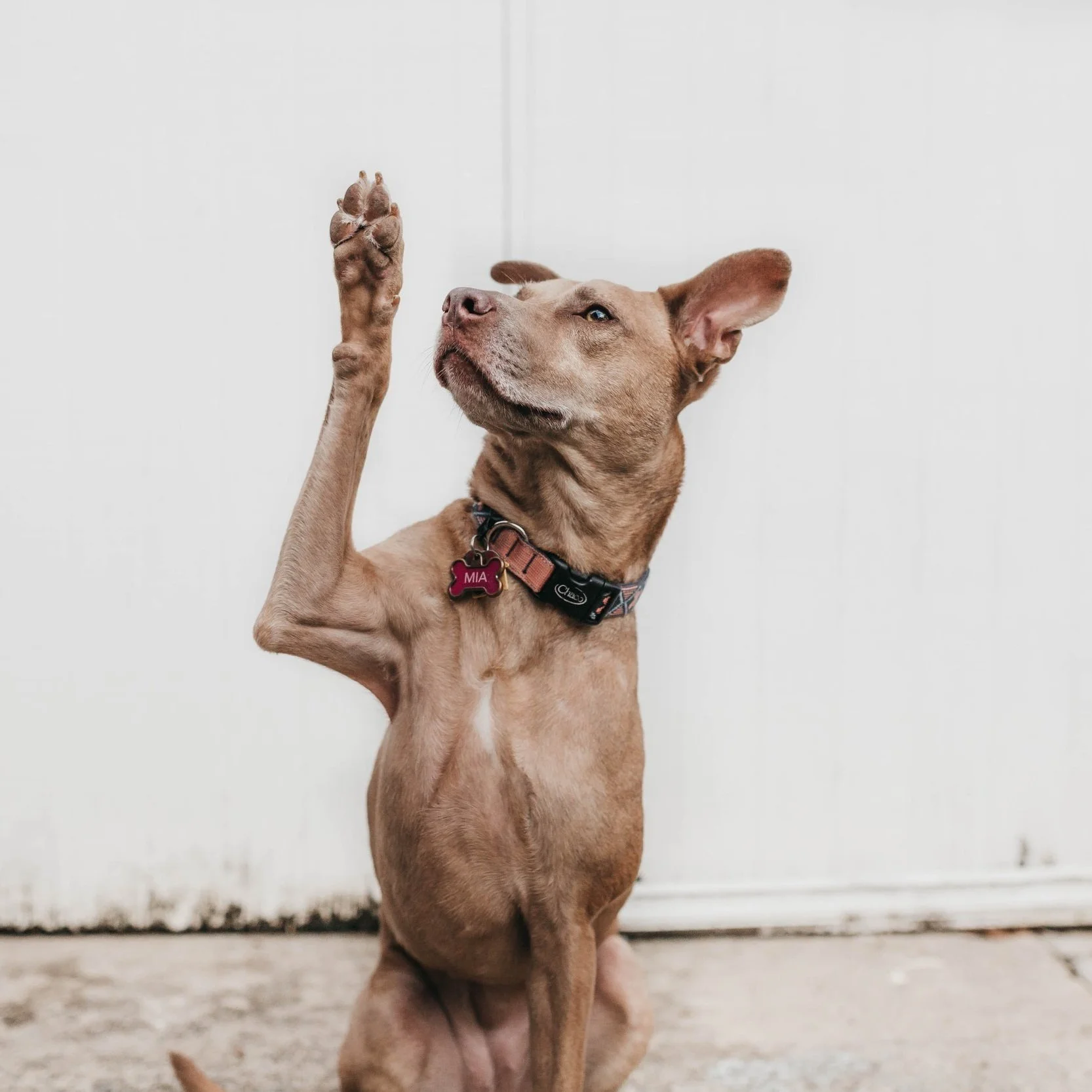 First Time Puppies: Questions we wished we had known to ask about puppy birth!