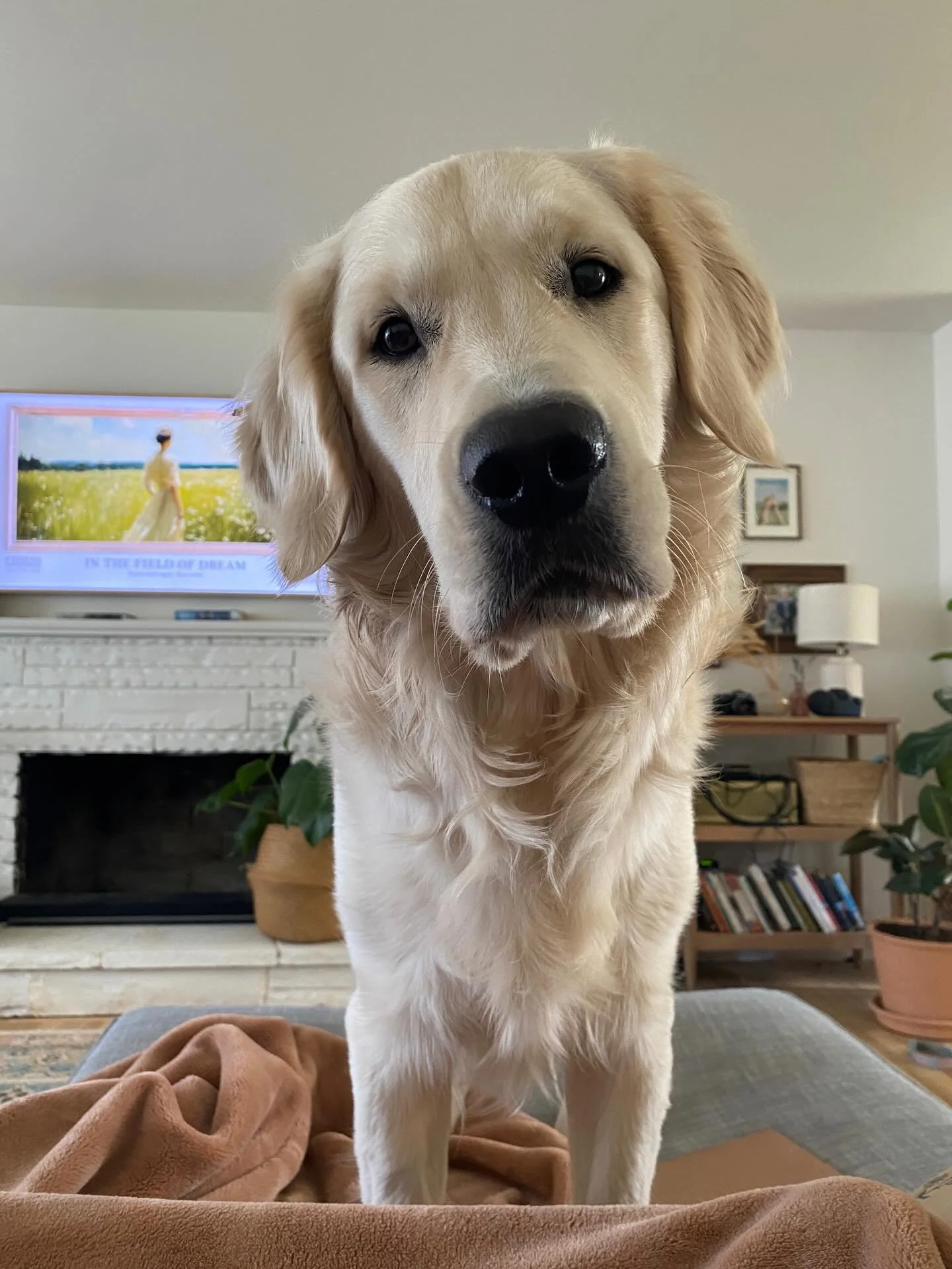 Operation: Find a new family for Huckleberry 💙 
(Darryl from The Office litter!) 
This hunk of handsomeness is looking for a new forever home where he&rsquo;ll be loved and cherished. He is 21 months old, has a great foundation of training and truly