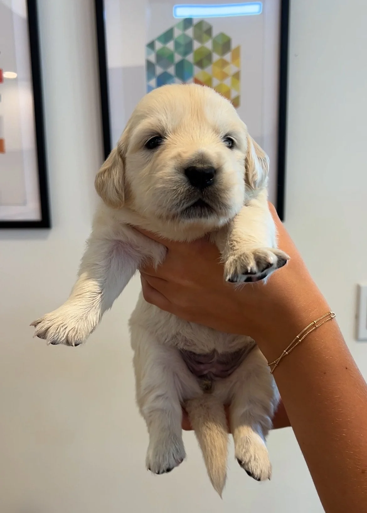 Adorable golden retriever puppy in breeder's home.