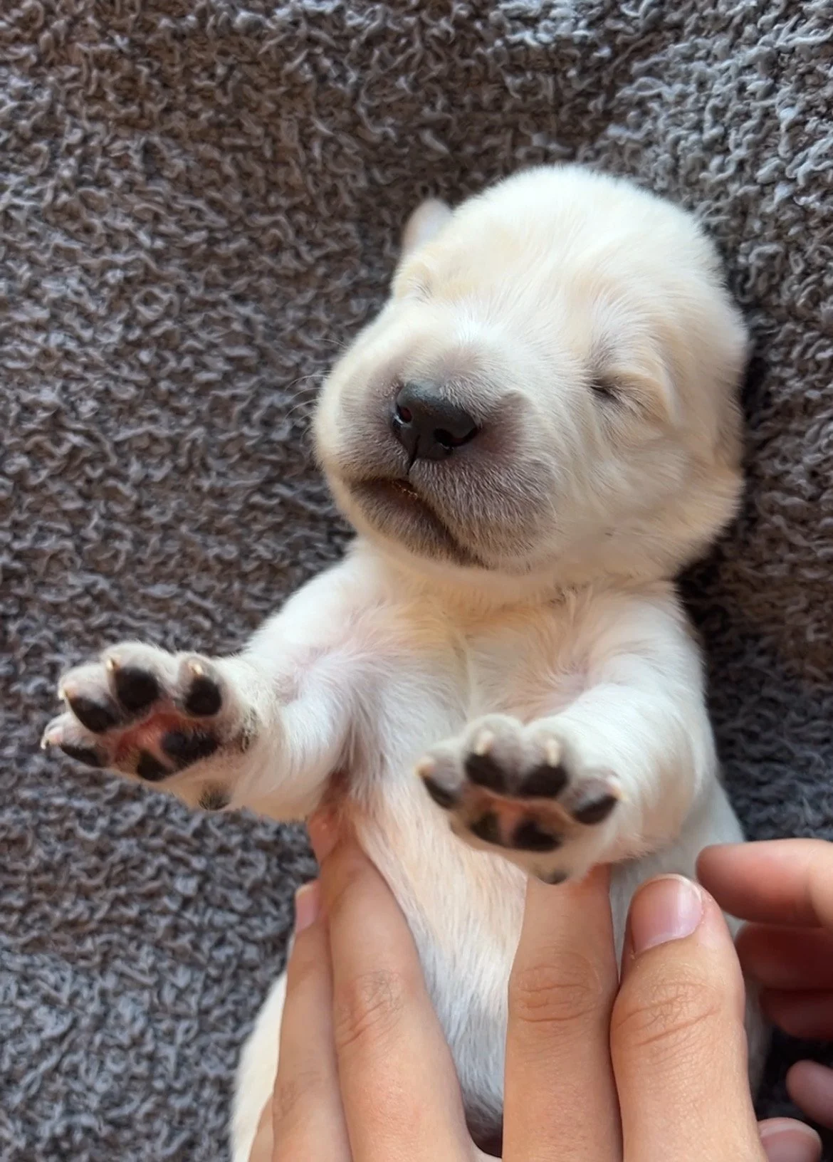 Close-up of a sleeping golden retriever puppy lying on a textured carpet.