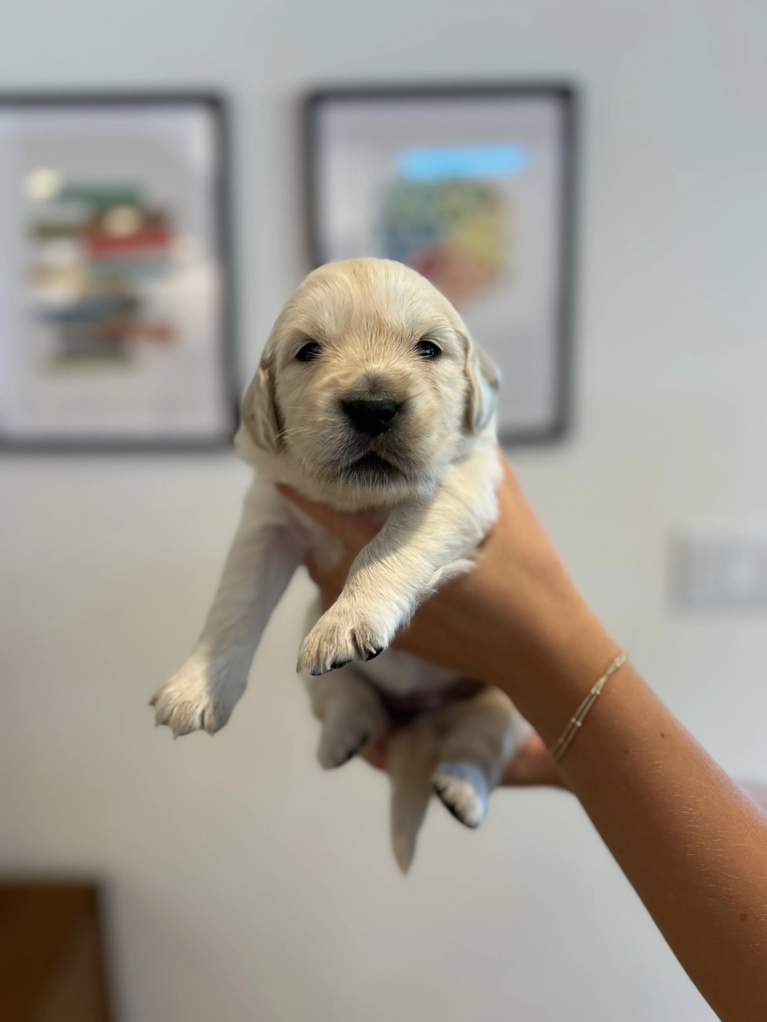 A person holding a small, light-colored golden retriever puppy indoors with framed pictures on the wall in the background.