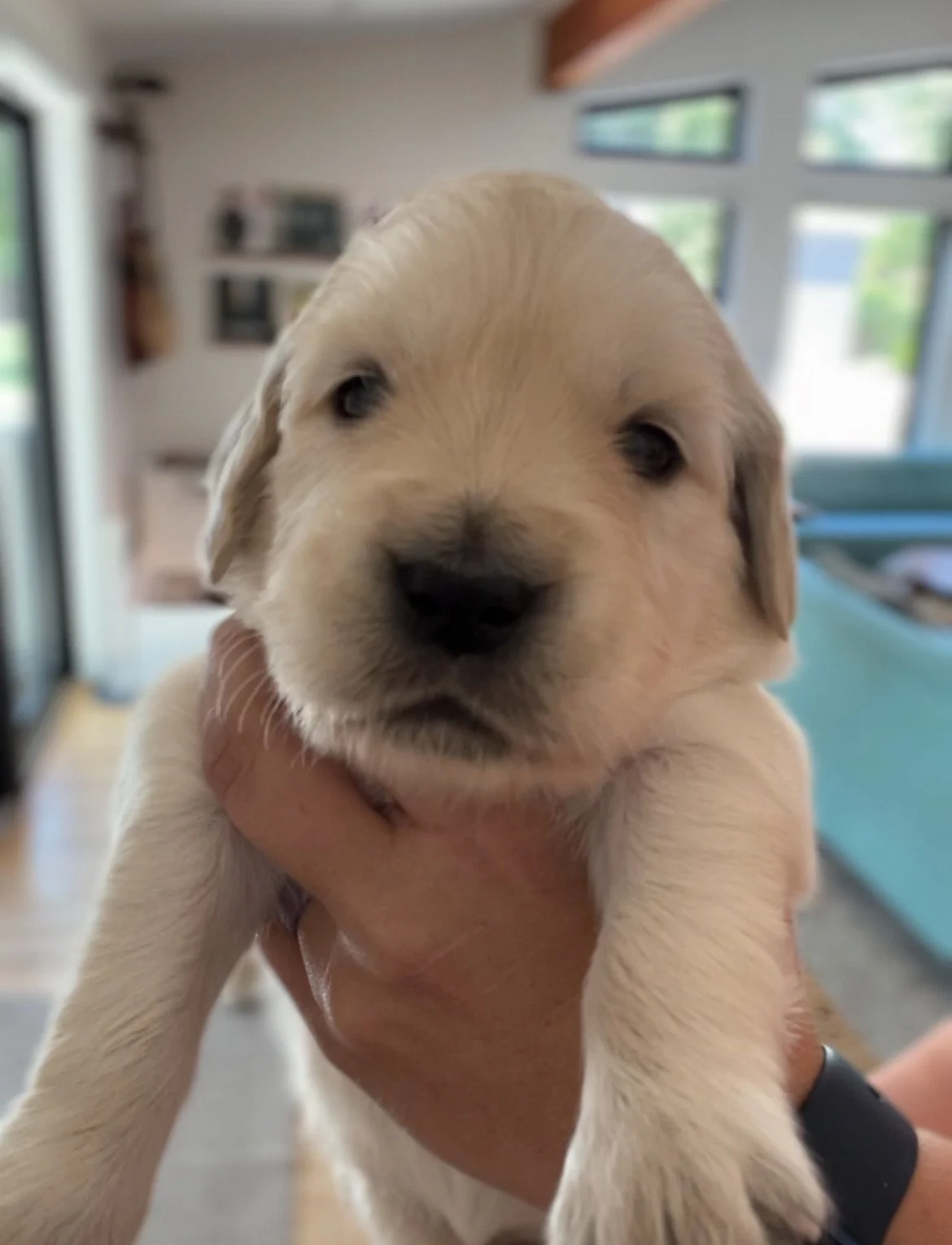 Close-up of a young golden retriever puppy being held by a person's hand indoors with large windows in the background.
