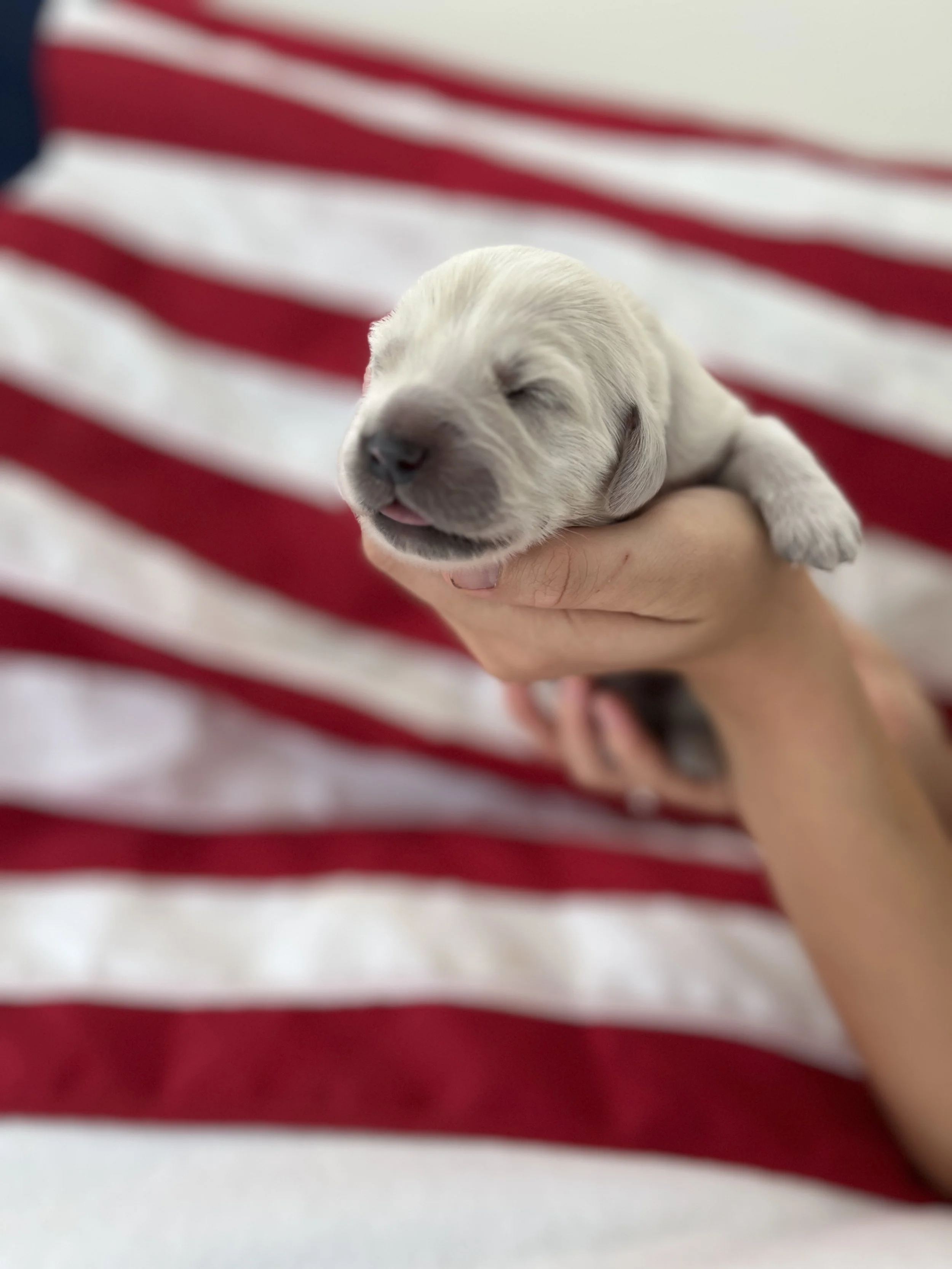 A newborn English cream golden retriever puppy in front of an American flag.