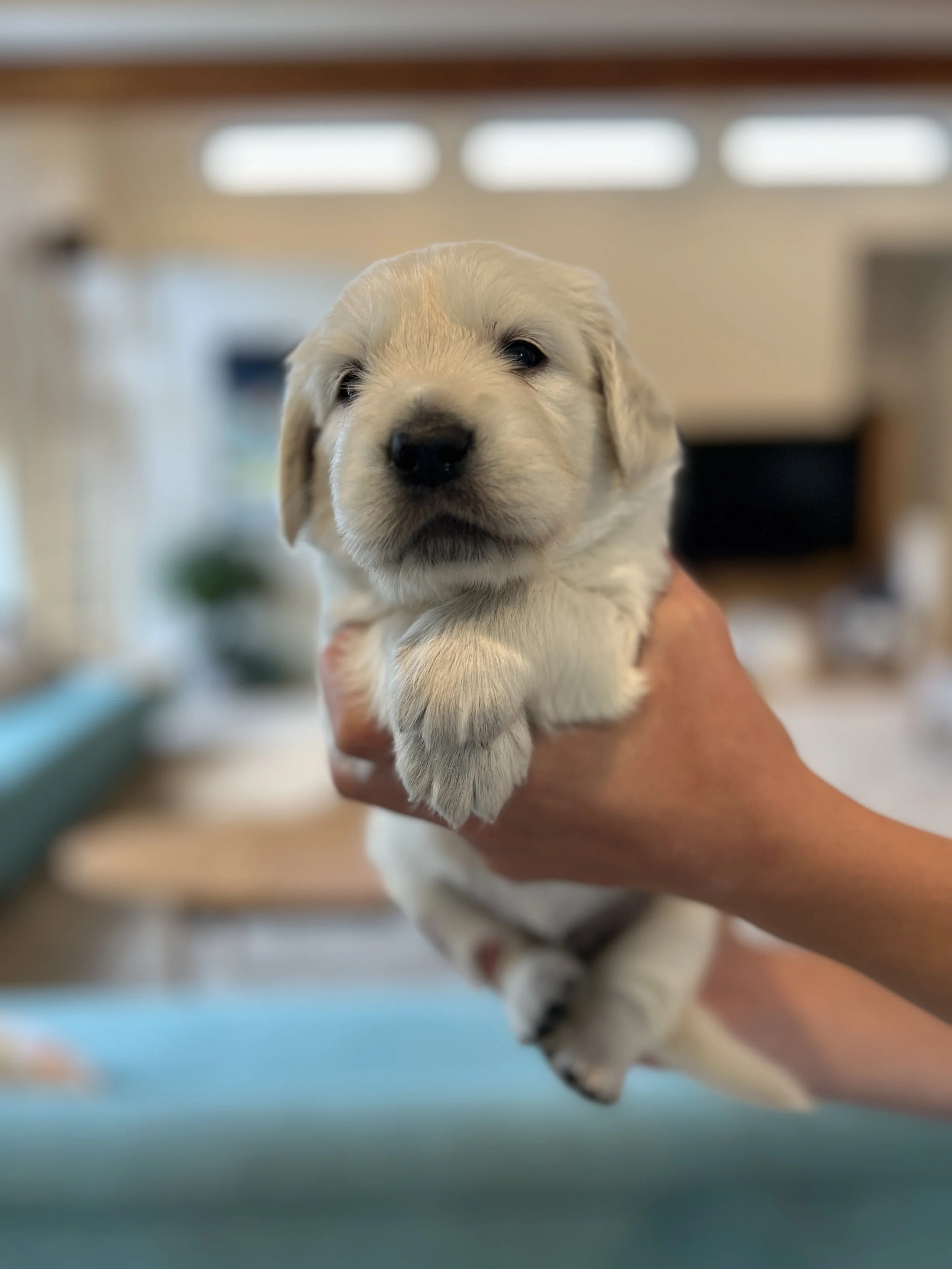 A breeder holding a young, cream-colored golden retriever puppy with floppy ears and dark eyes indoors.
