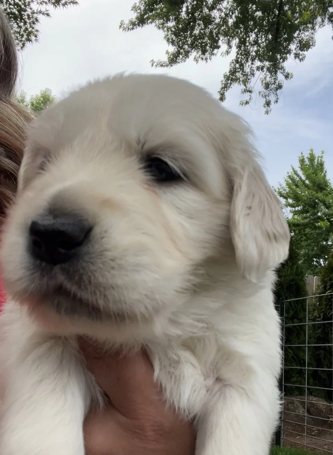 Close-up of a fluffy, light-colored golden retriever puppy being held outdoors with trees and sky in the background.