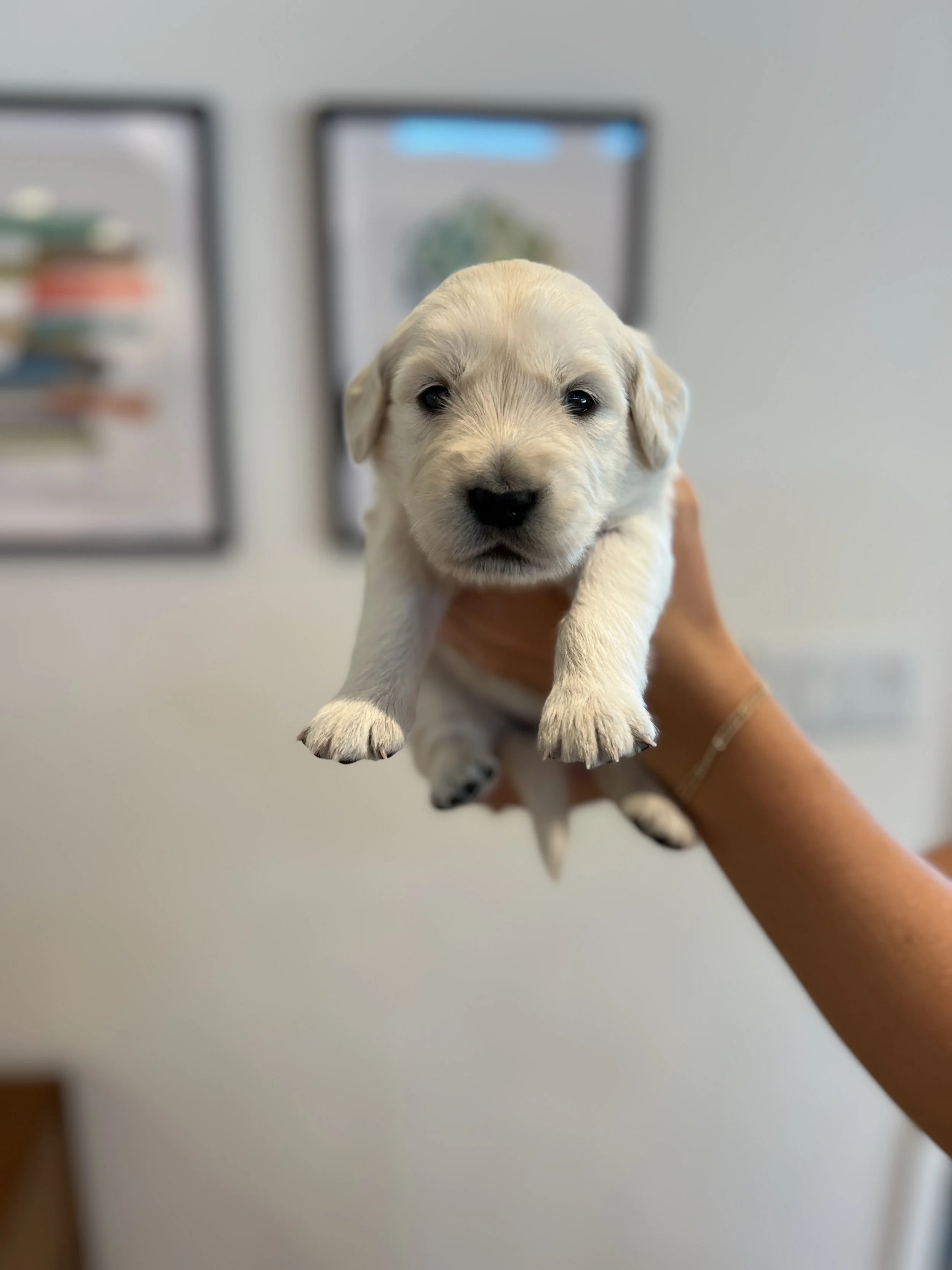 A breeder holding a cute cream golden retriever puppy in front of a blurred background of framed pictures on a white wall.