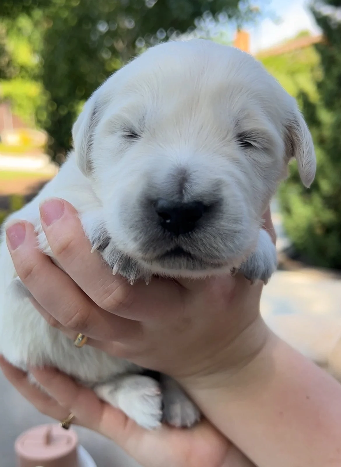 A breeder holding a tiny, white golden retriever puppy with closed eyes outdoors.