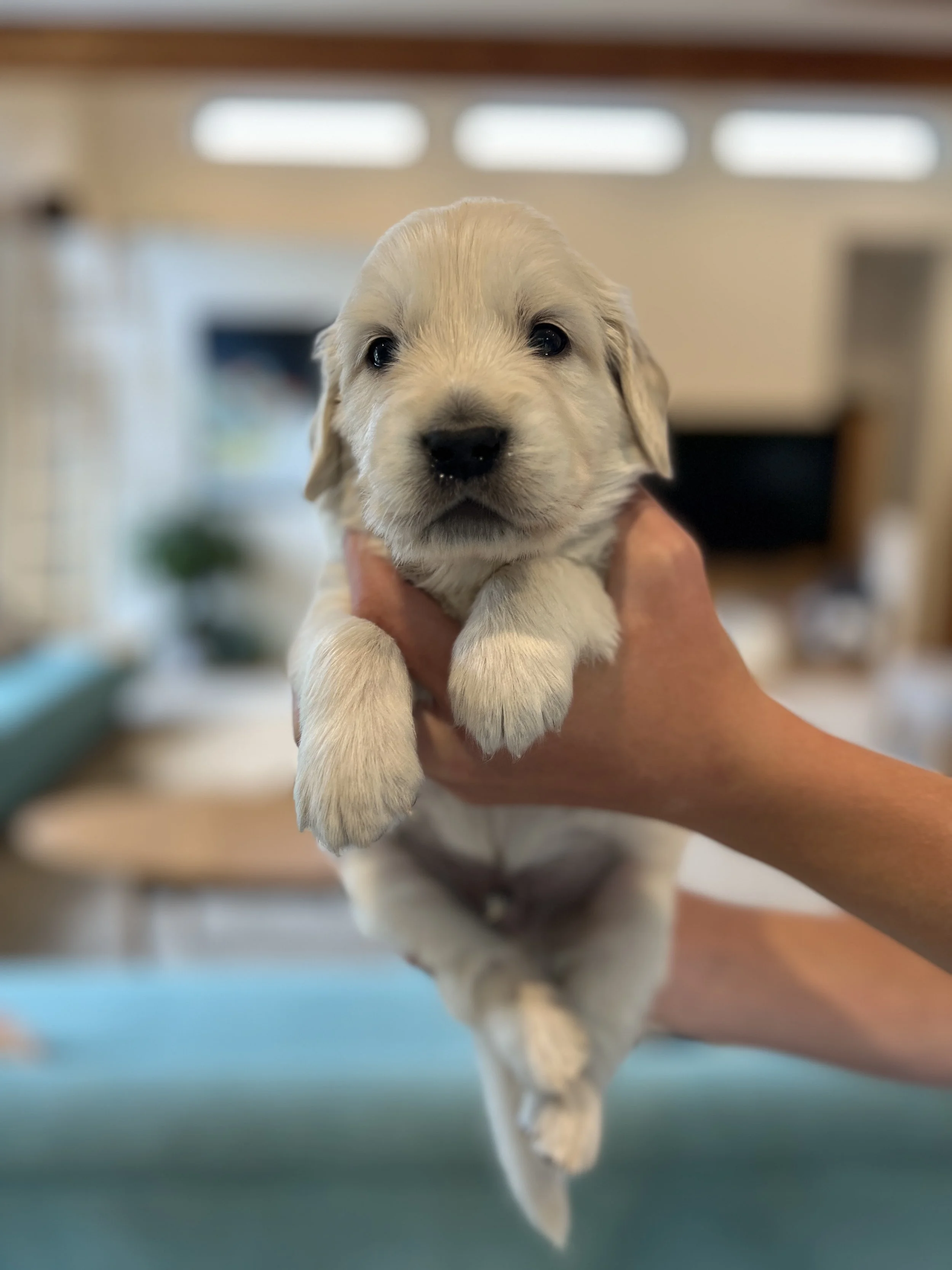 A breeder holding a small, light-colored golden retriever puppy with dark eyes and a black nose inside a home.
