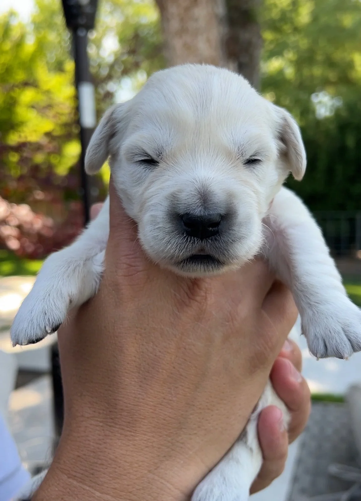 A newborn cream golden retriever being held outside on a warm day.
