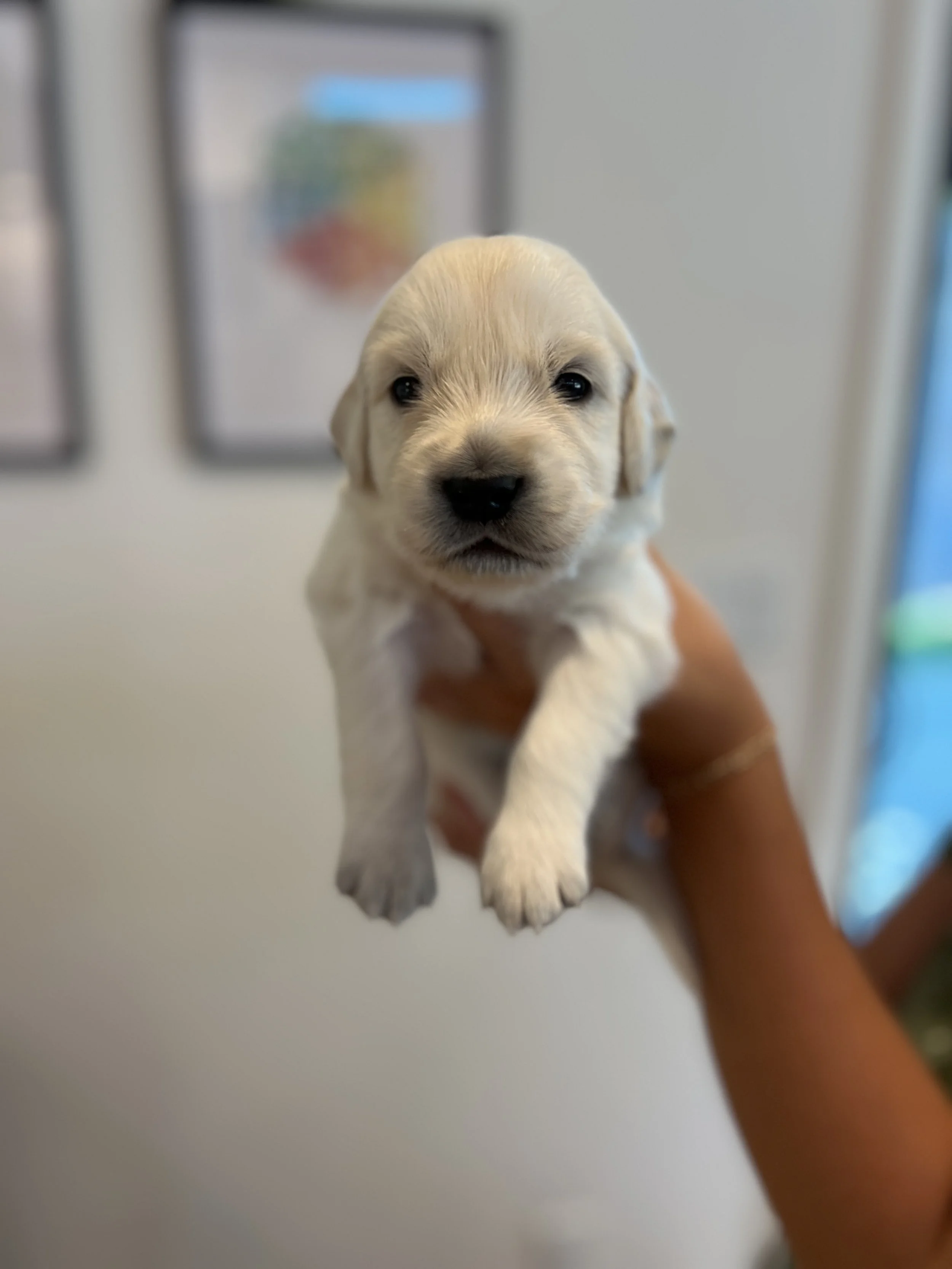 A breeder holding a small, cream-colored golden retriever puppy with floppy ears and dark eyes.