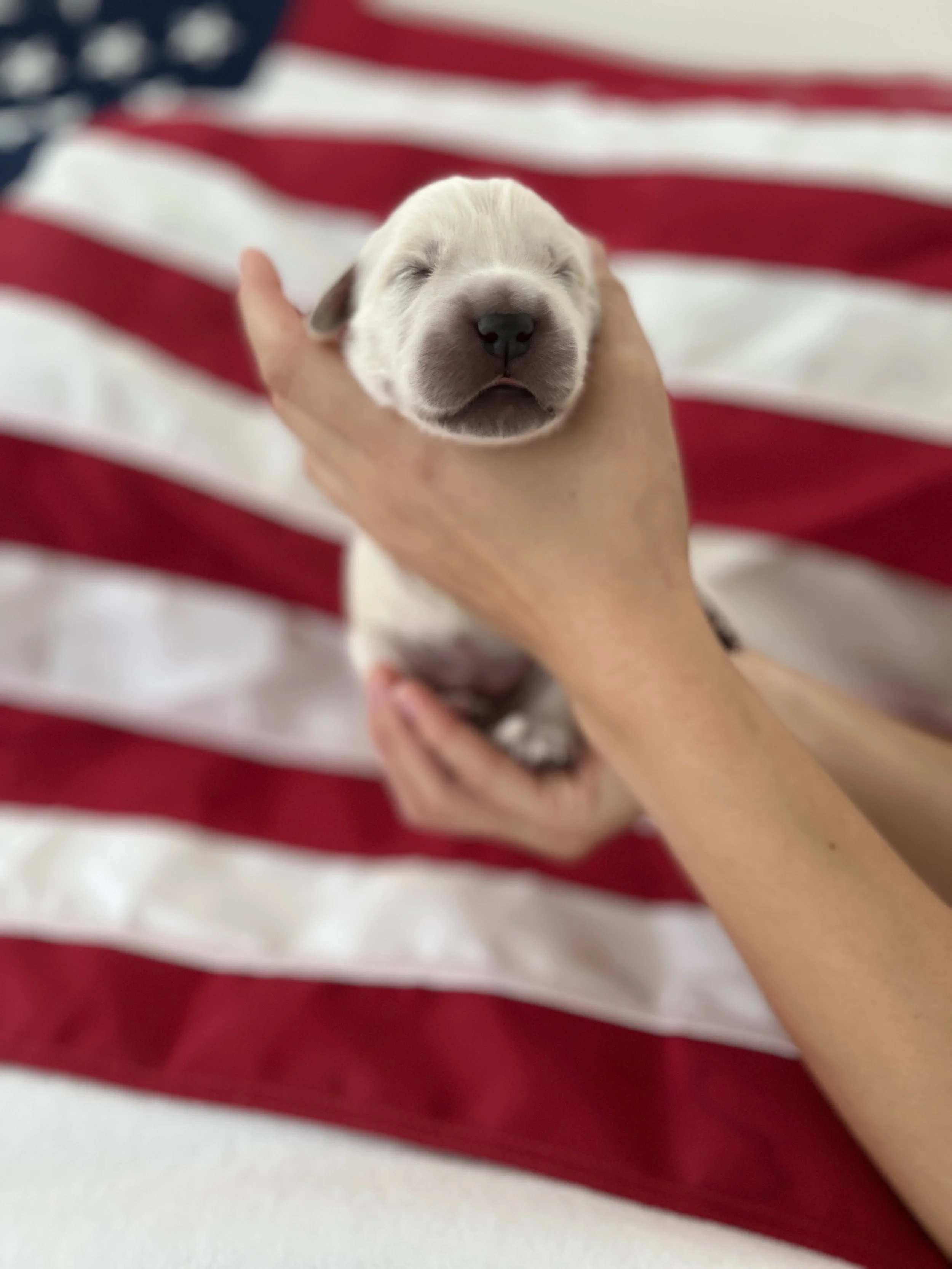 A breeder holding a tiny, sleeping golden retriever puppy with a blurred American flag in the background.