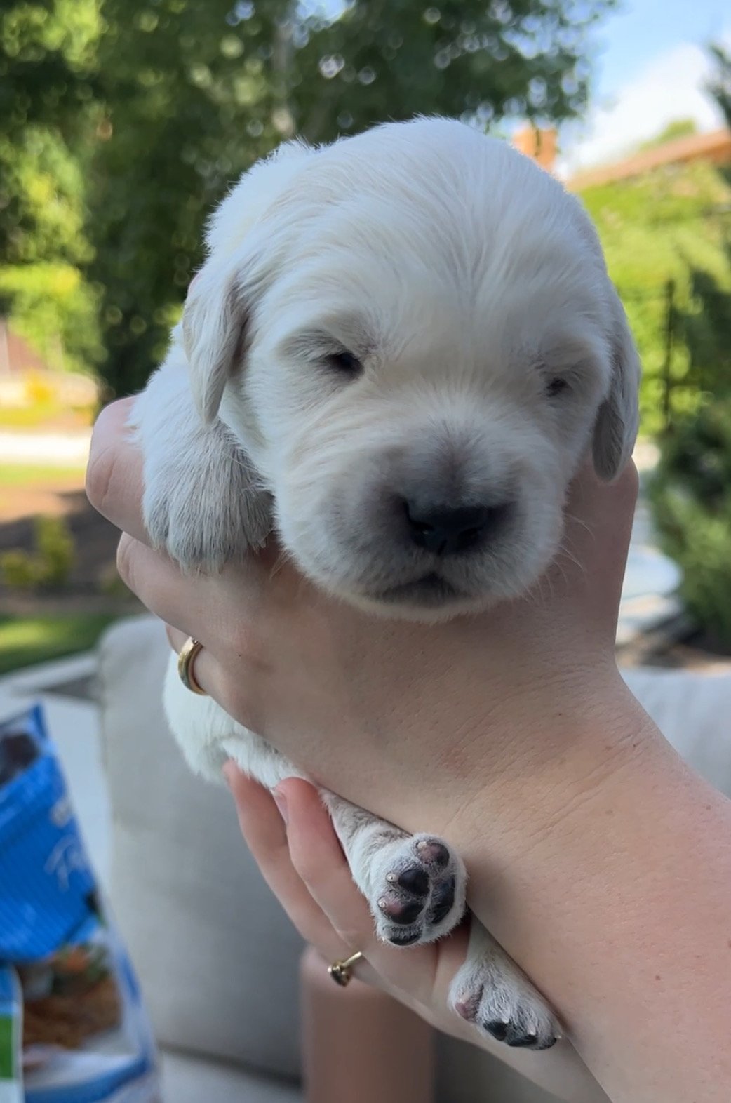 Young newborn English cream golden retriever being held outside.