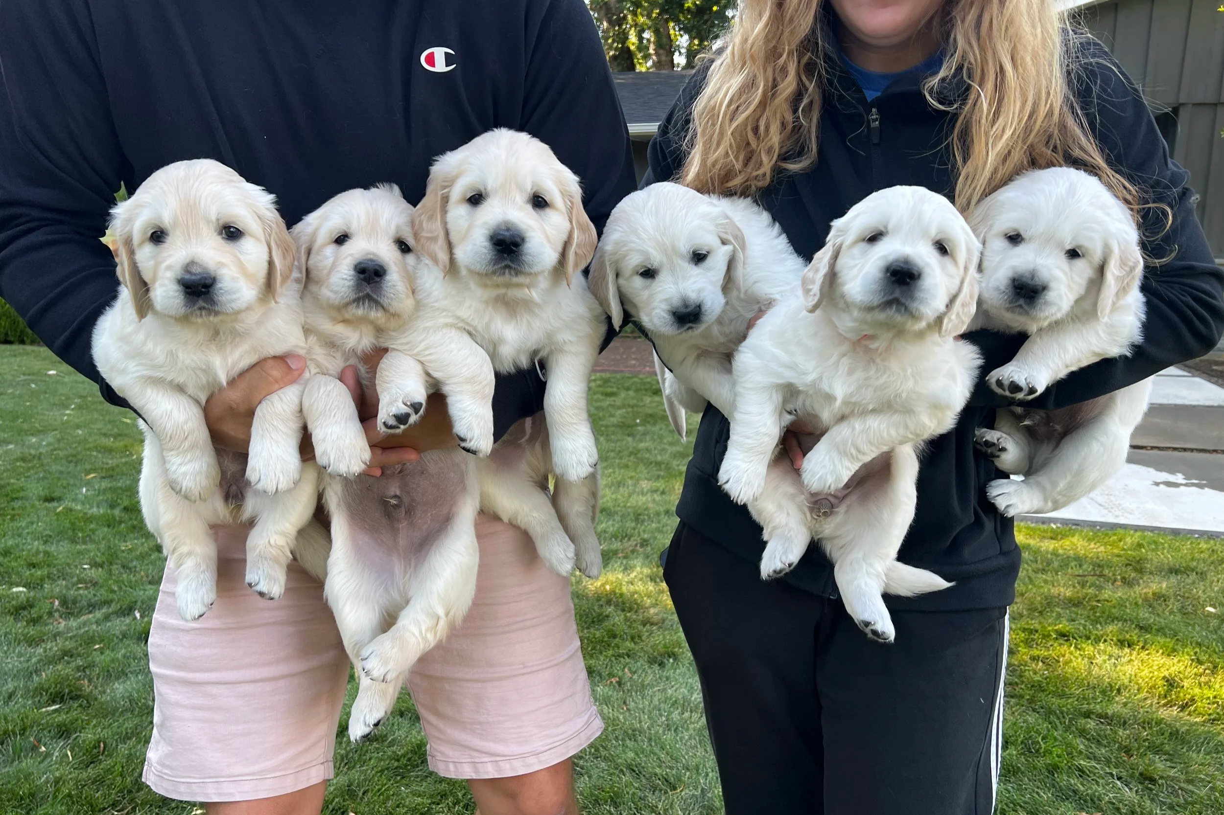 Two people holding seven yellow Labrador Retriever puppies outdoors on a grassy area, with trees and a house in the background.