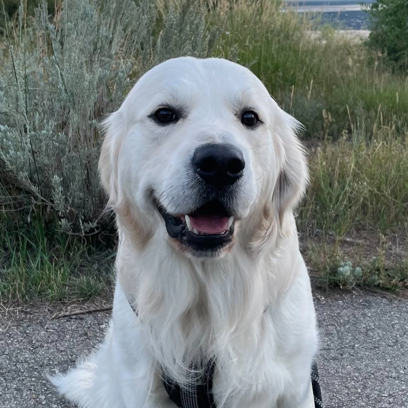 A happy golden retriever dog named Bo we use as our stud with a black nose and dark eyes.