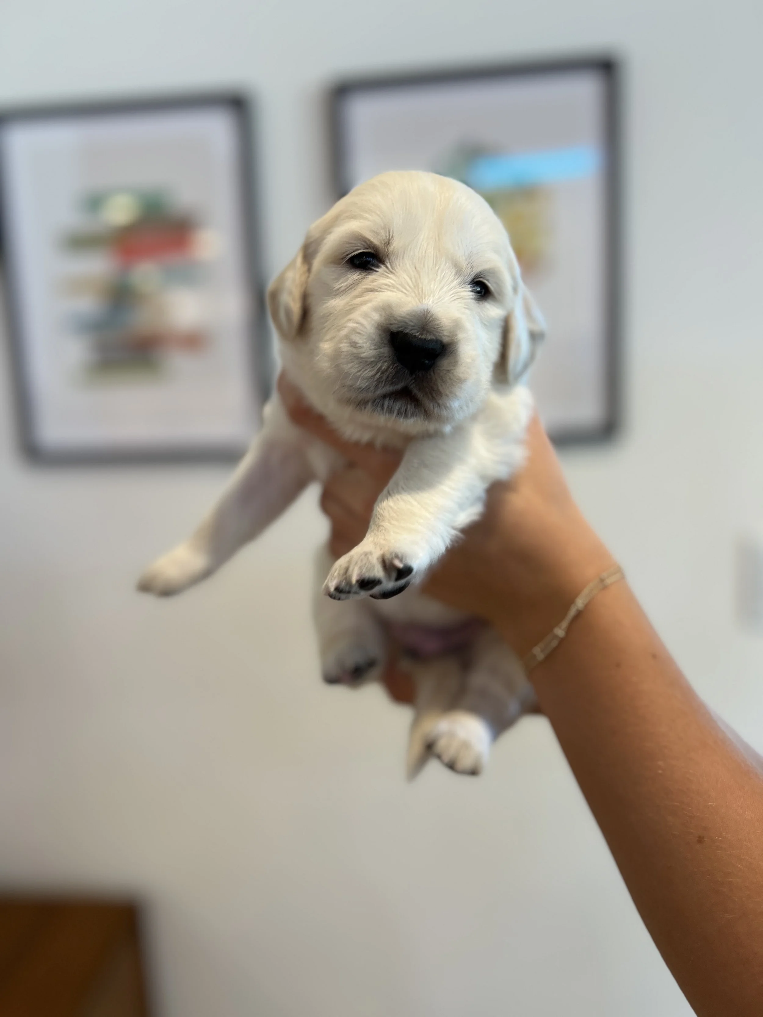A breeder holding a small, fluffy Golden Retriever puppy with a blurred background of framed artwork.