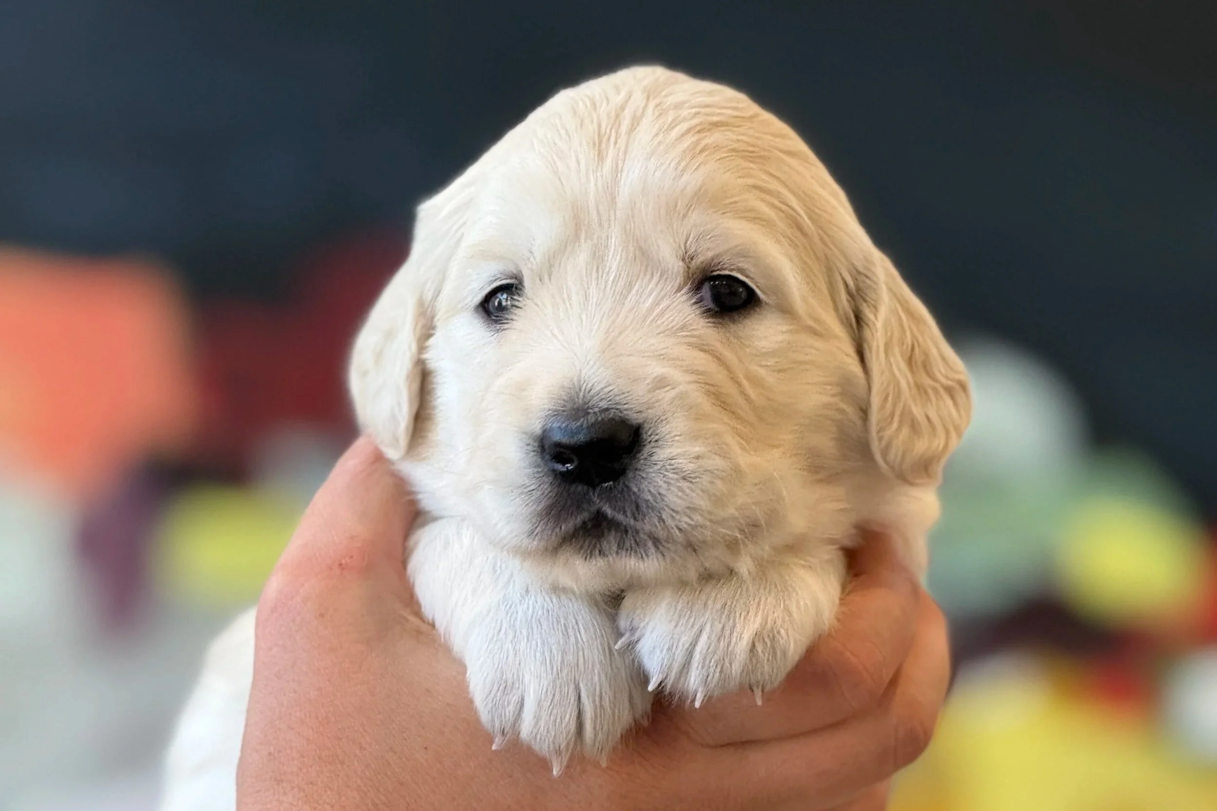 A person holding a adorable fluffy cream-colored puppy with dark eyes and a black nose, with a blurred background.