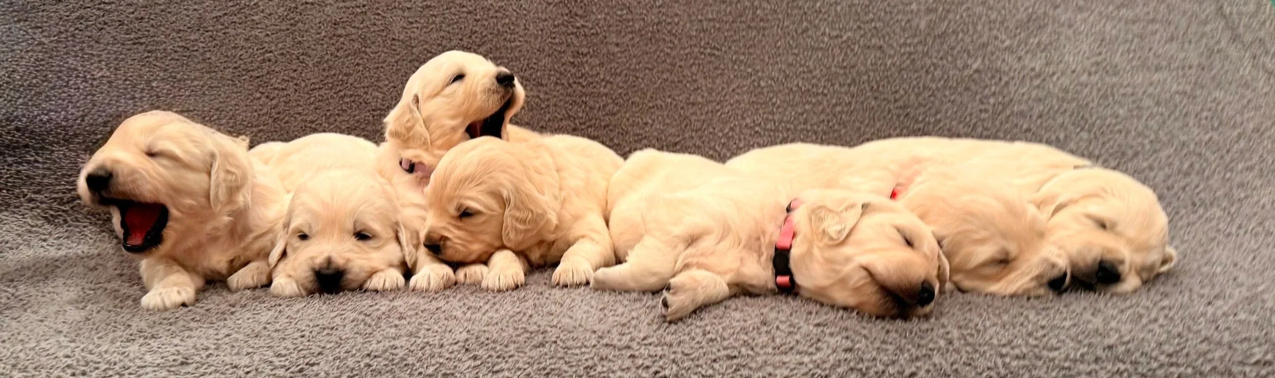 Six adorable golden retriever puppies lying on a grey carpet, some sleeping and yawning.