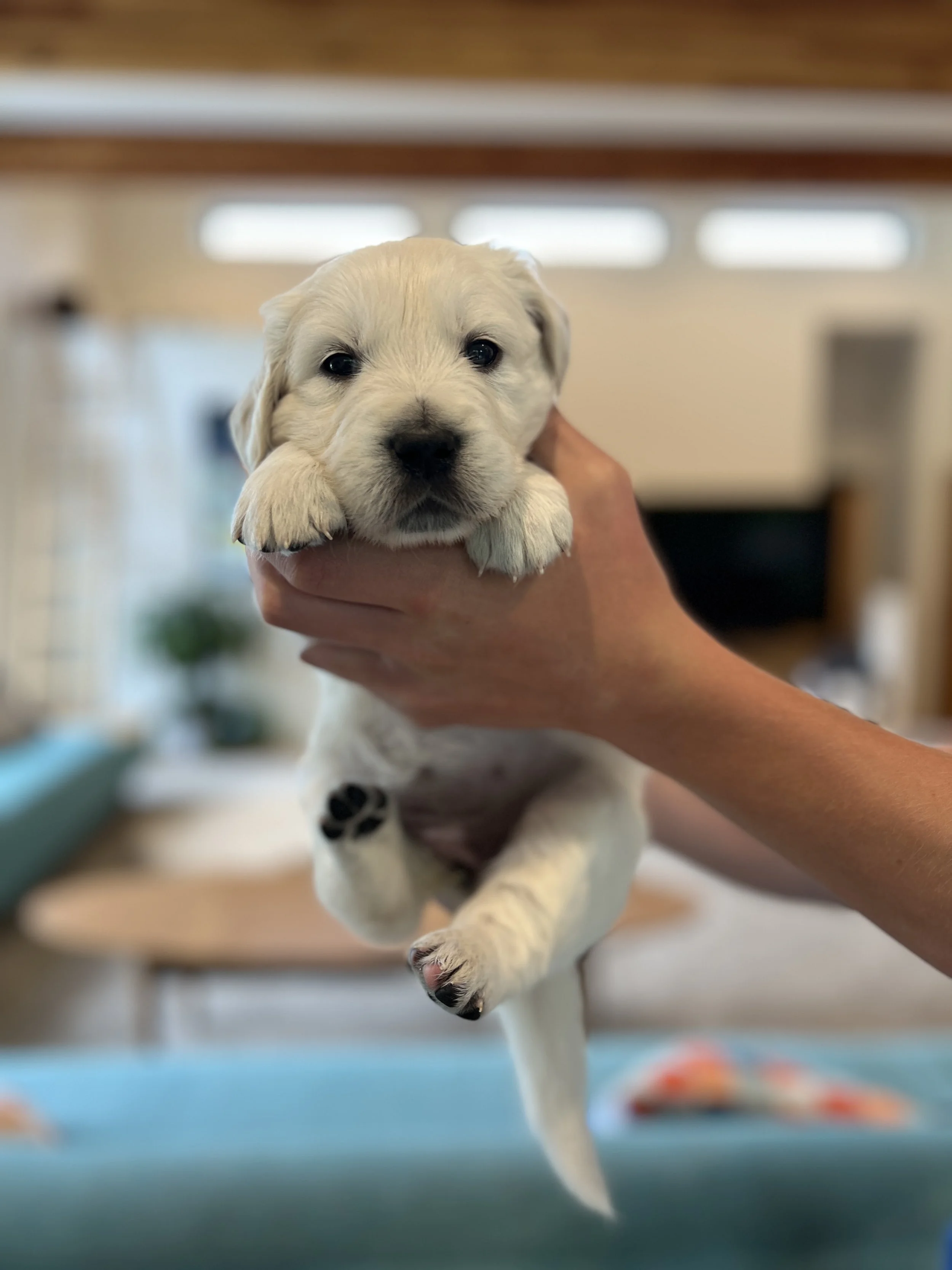 A family member holding a young golden retriever puppy.