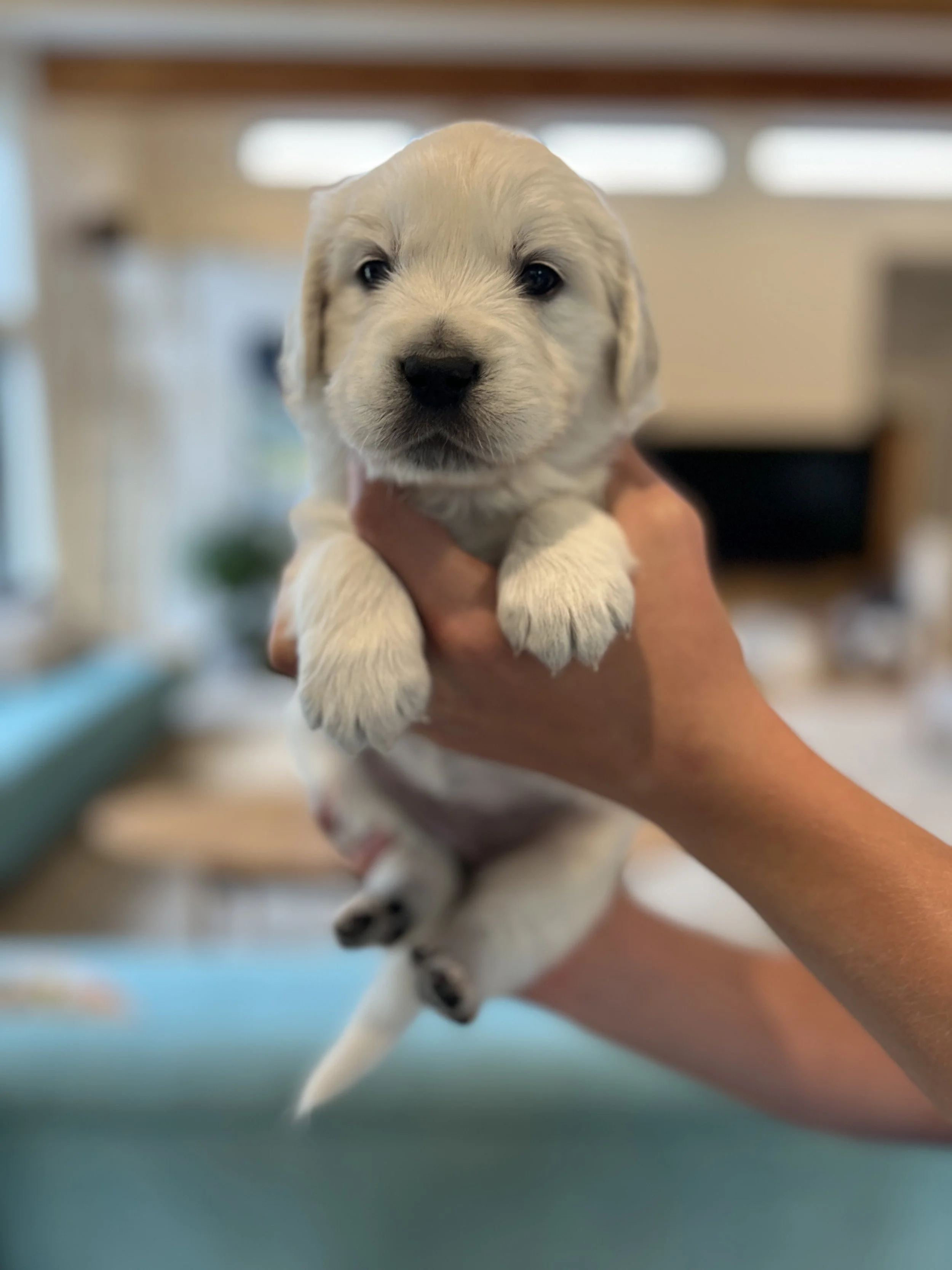 A breeder holding a white golden retriever puppy with floppy ears and dark eyes inside a house.