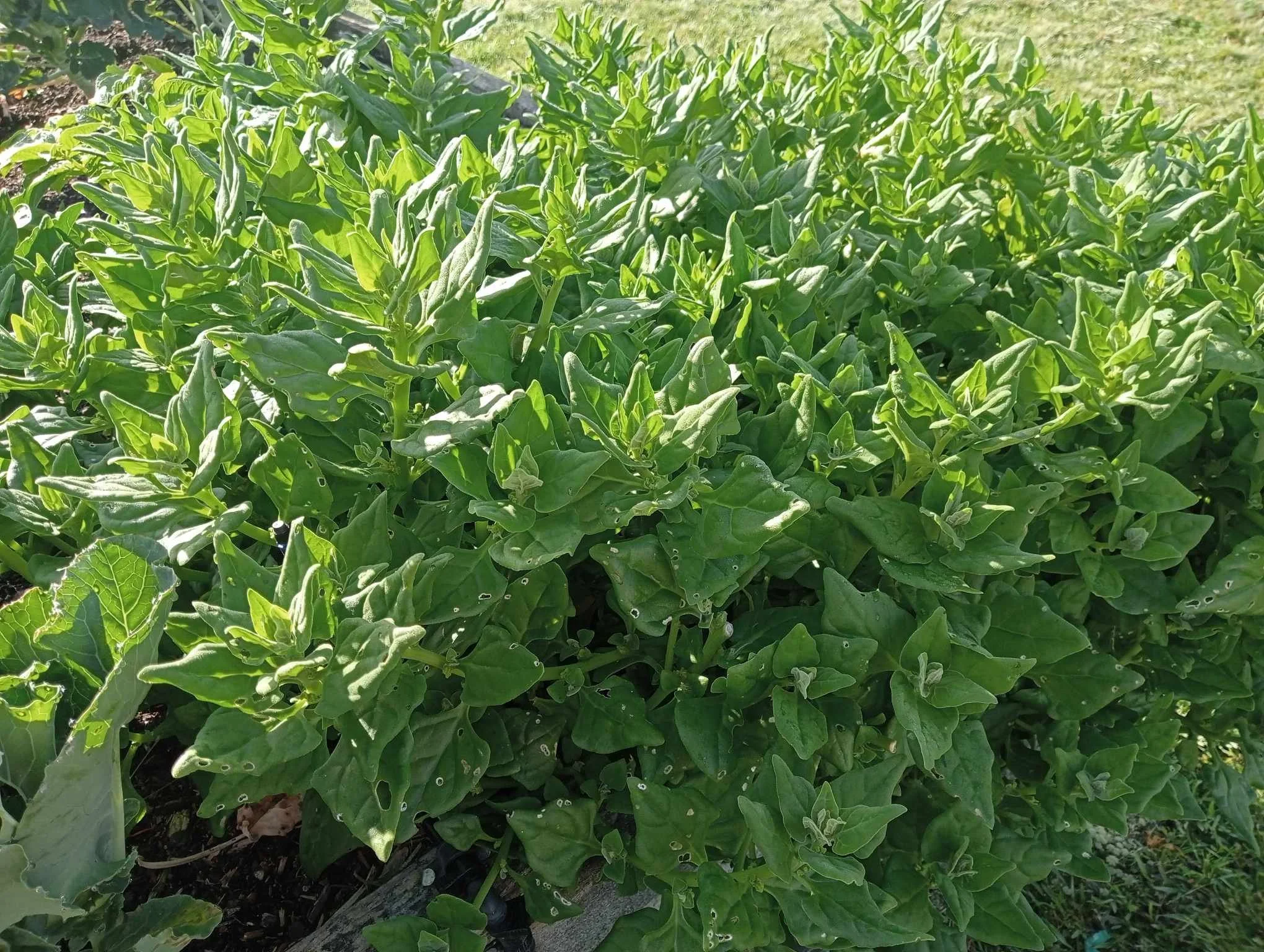 Māra Kai 29 Oct 24 NZ Spinach.jpg