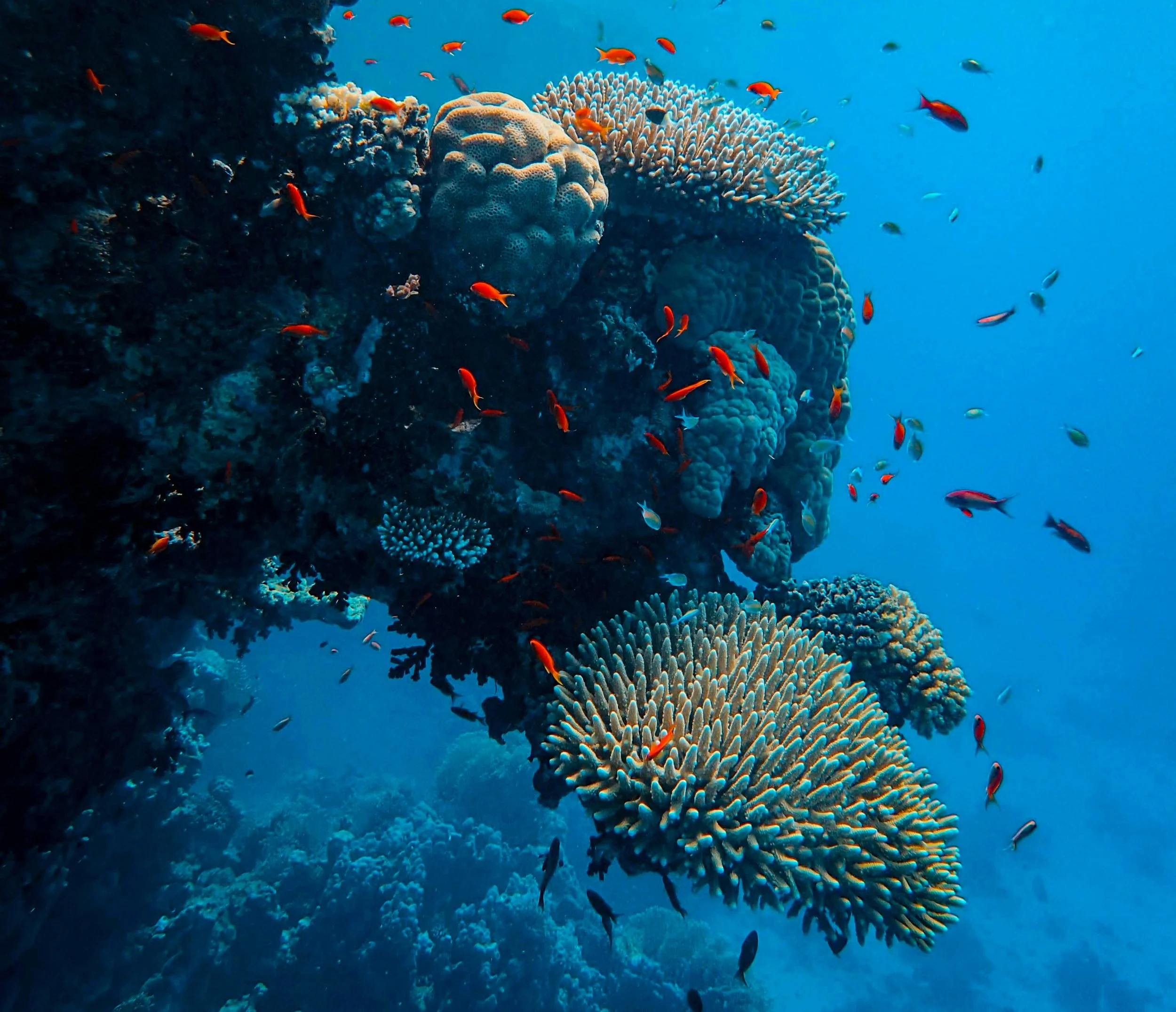 DoorDash Investment Presentation