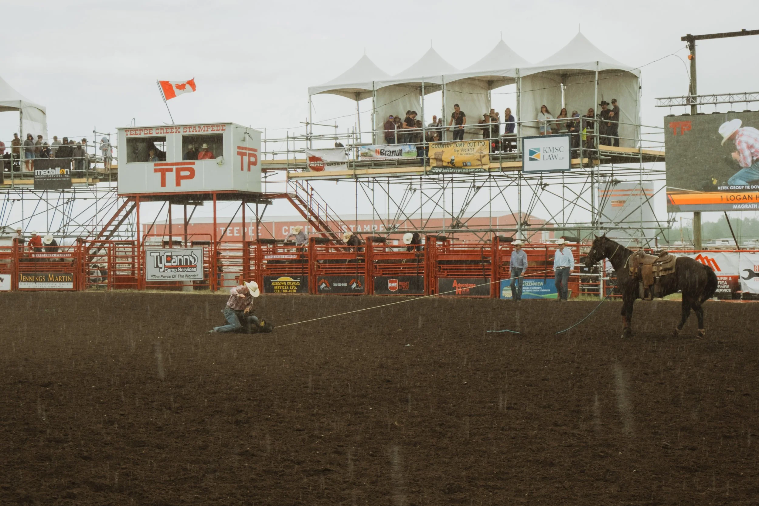Rain falls as a cowboy on the ground ropes a calf while his horse stands nearby holding the rope tight during the Teepee Creek Stampede.