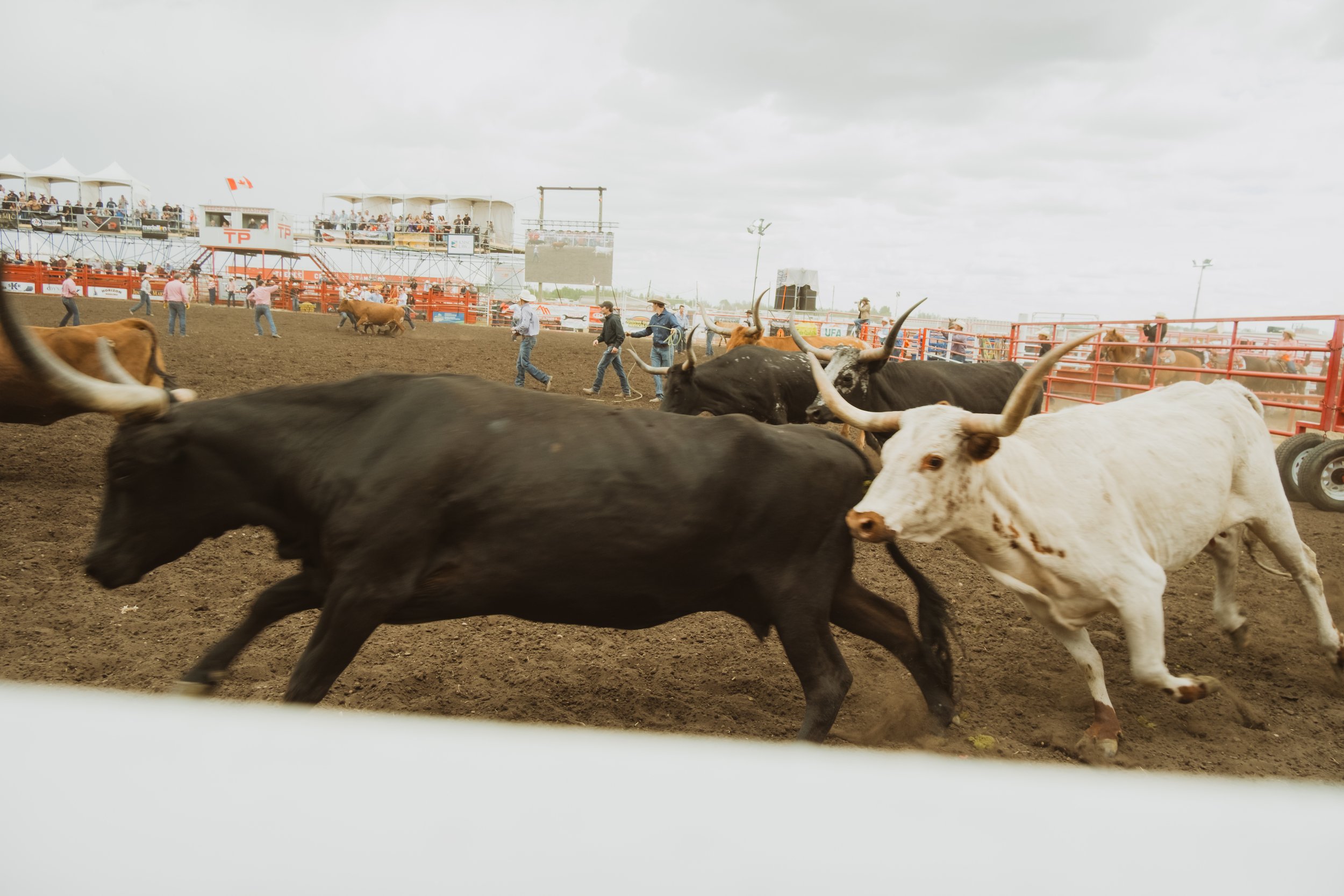 Bulls run through the arena while cowboys appear in the distance during a western event near Grande Prairie.