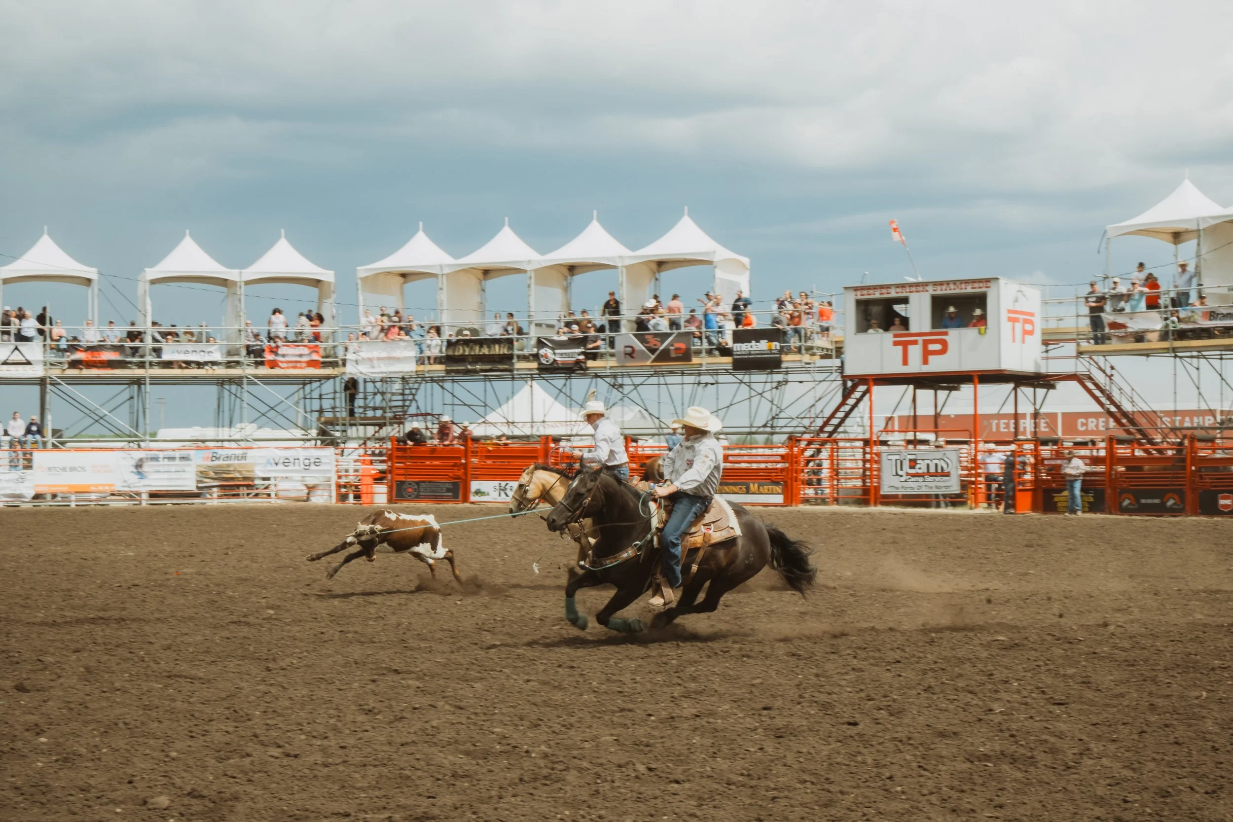 Two cowboys ride alongside a calf as one successfully ropes the calf’s horns during a rodeo event near Grande Prairie.