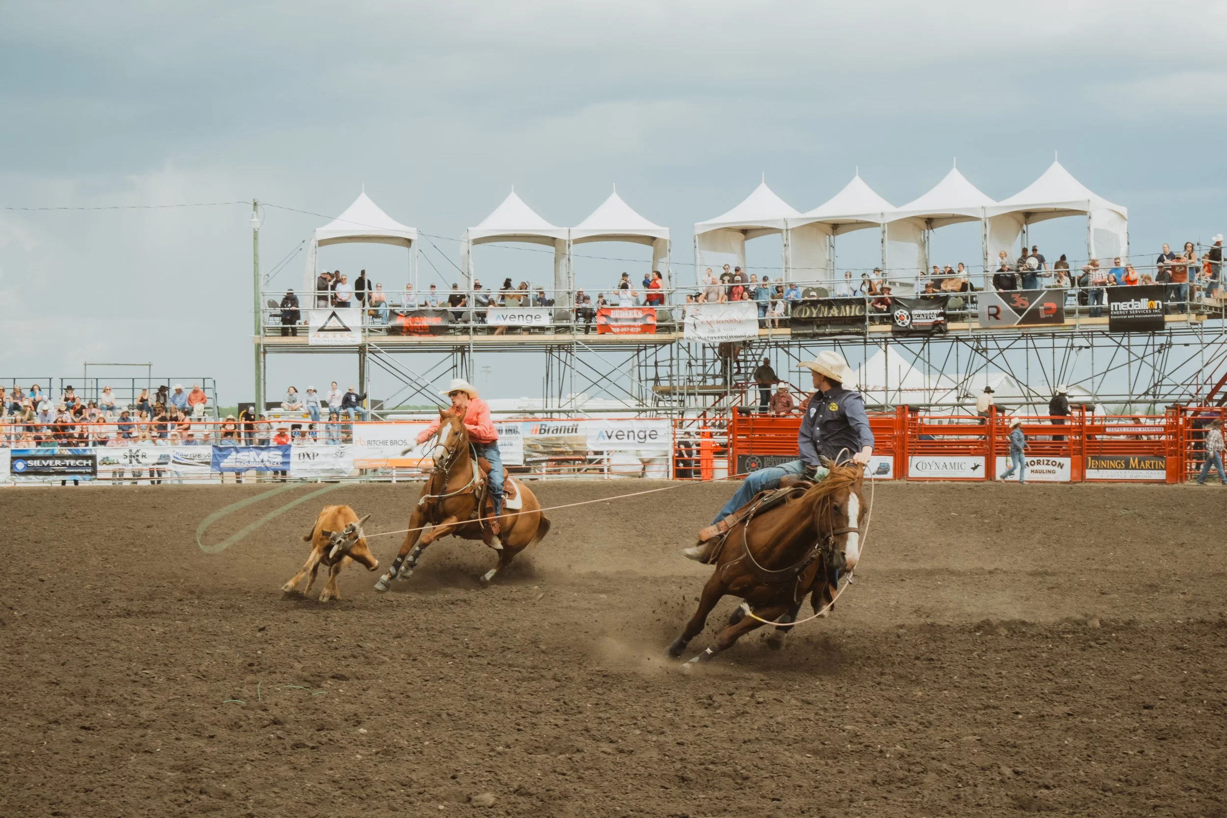 One cowboy looks back toward his partner after successfully roping a calf while the second rider prepares their rope during the Teepee Creek Stampede.