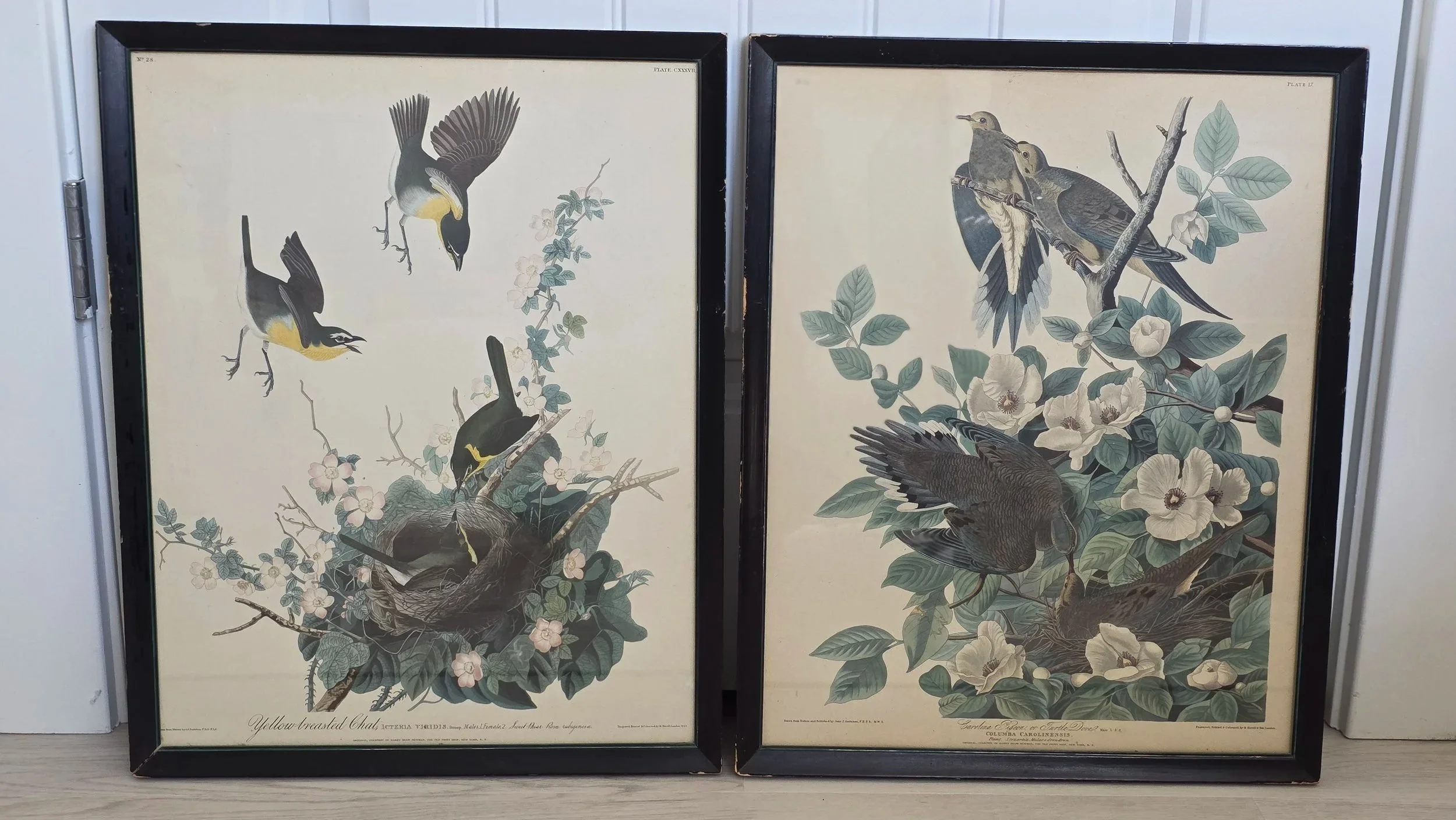 Pair of Audobon prints.