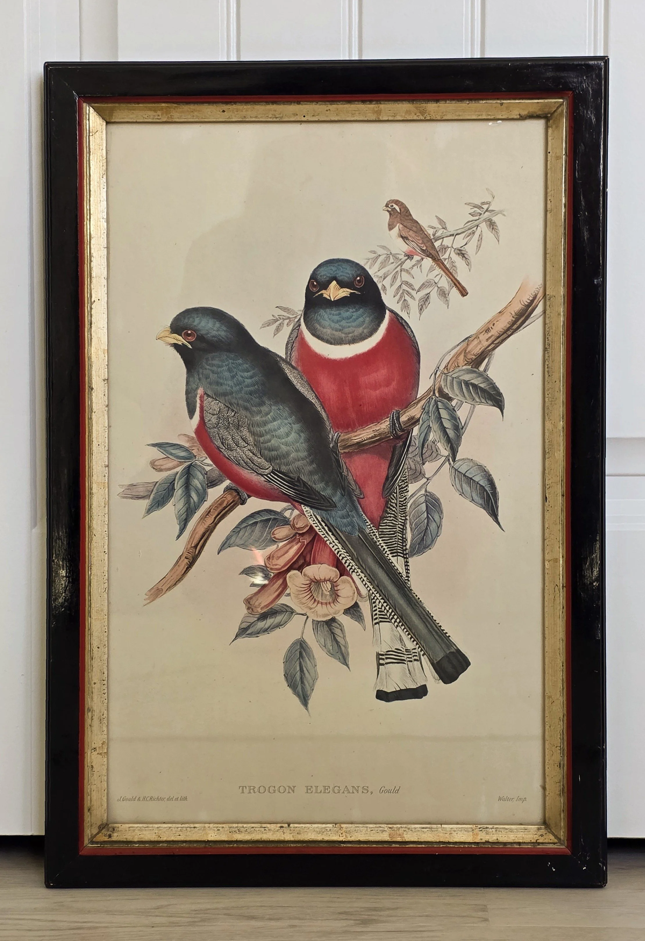 Antique OR VINTAGE lithograph print,  "Trogon Elegans", featuring colorful trogon birds illustrated by the 19th-century ornithologist and artist John Gould.  Likely c. 1858-1875.  POSSIBLY MID 1960's.
