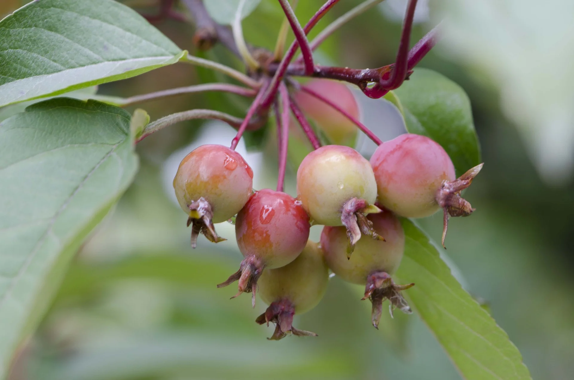 A Crab Apple Urban Harvest