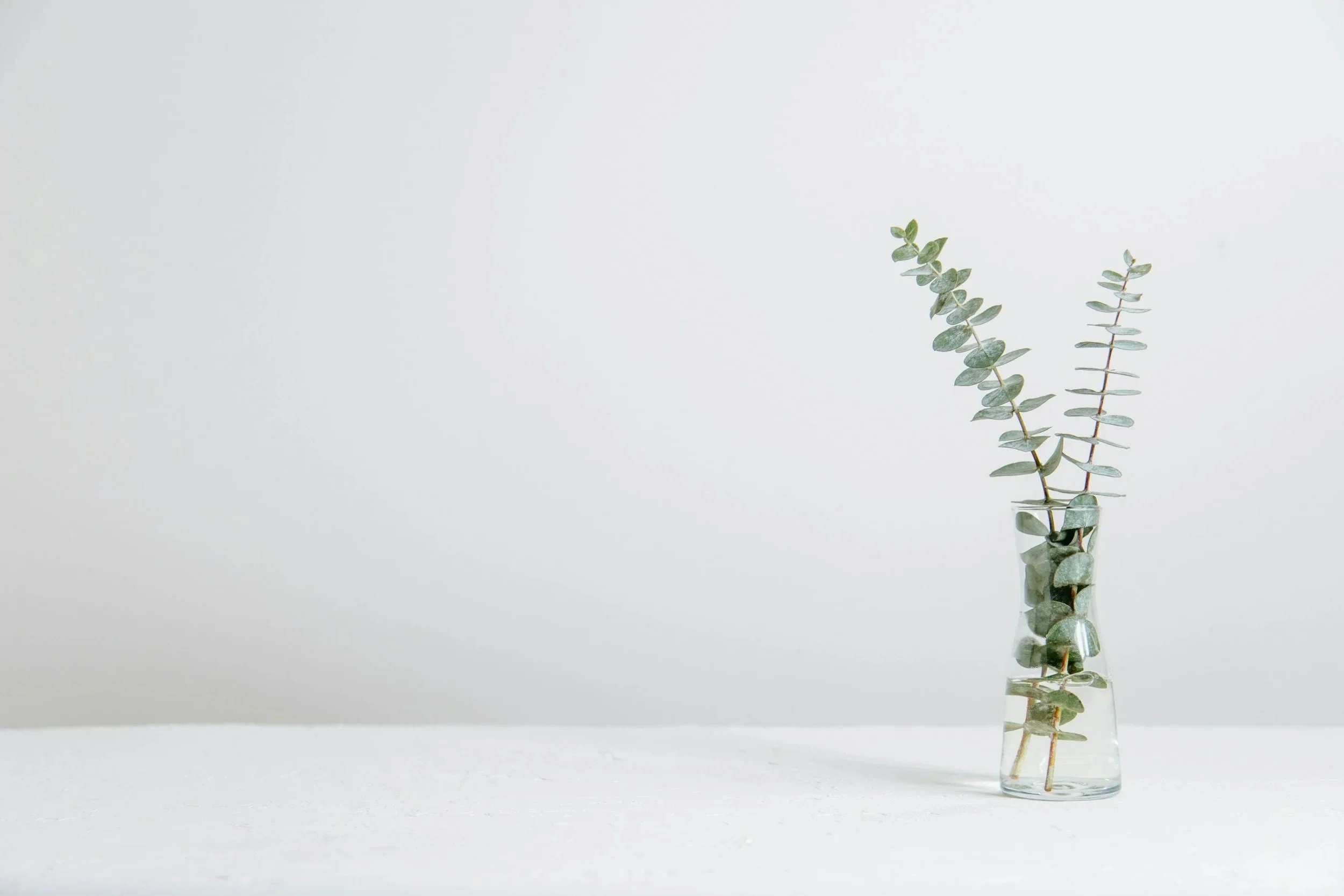 Eucalyptus branches in a glass vase on a white surface with a plain white background.