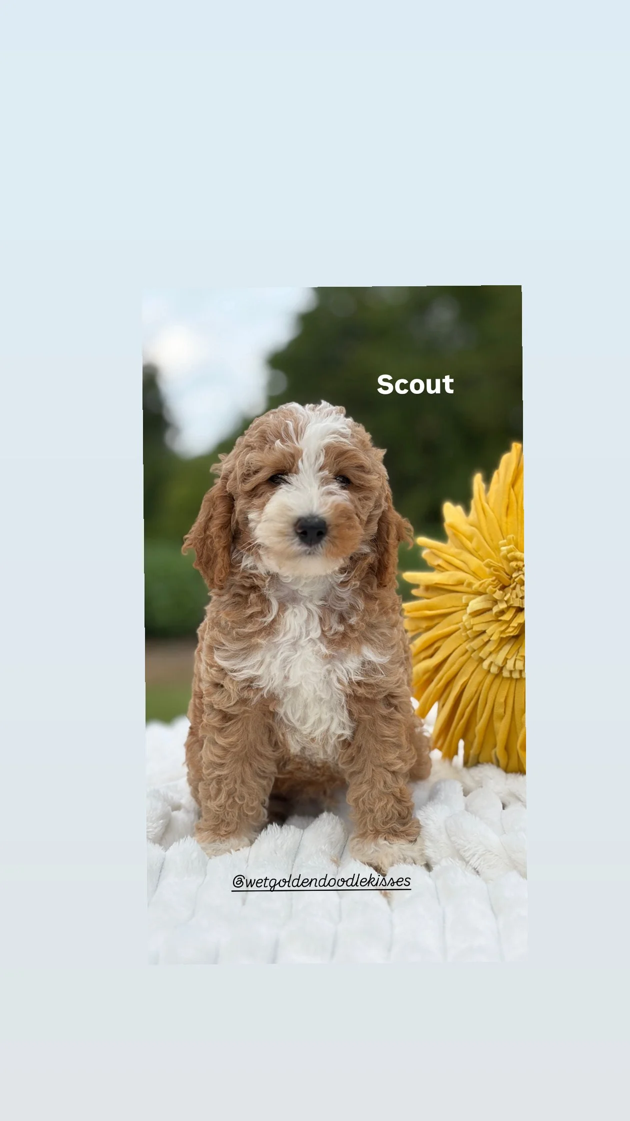 Scout