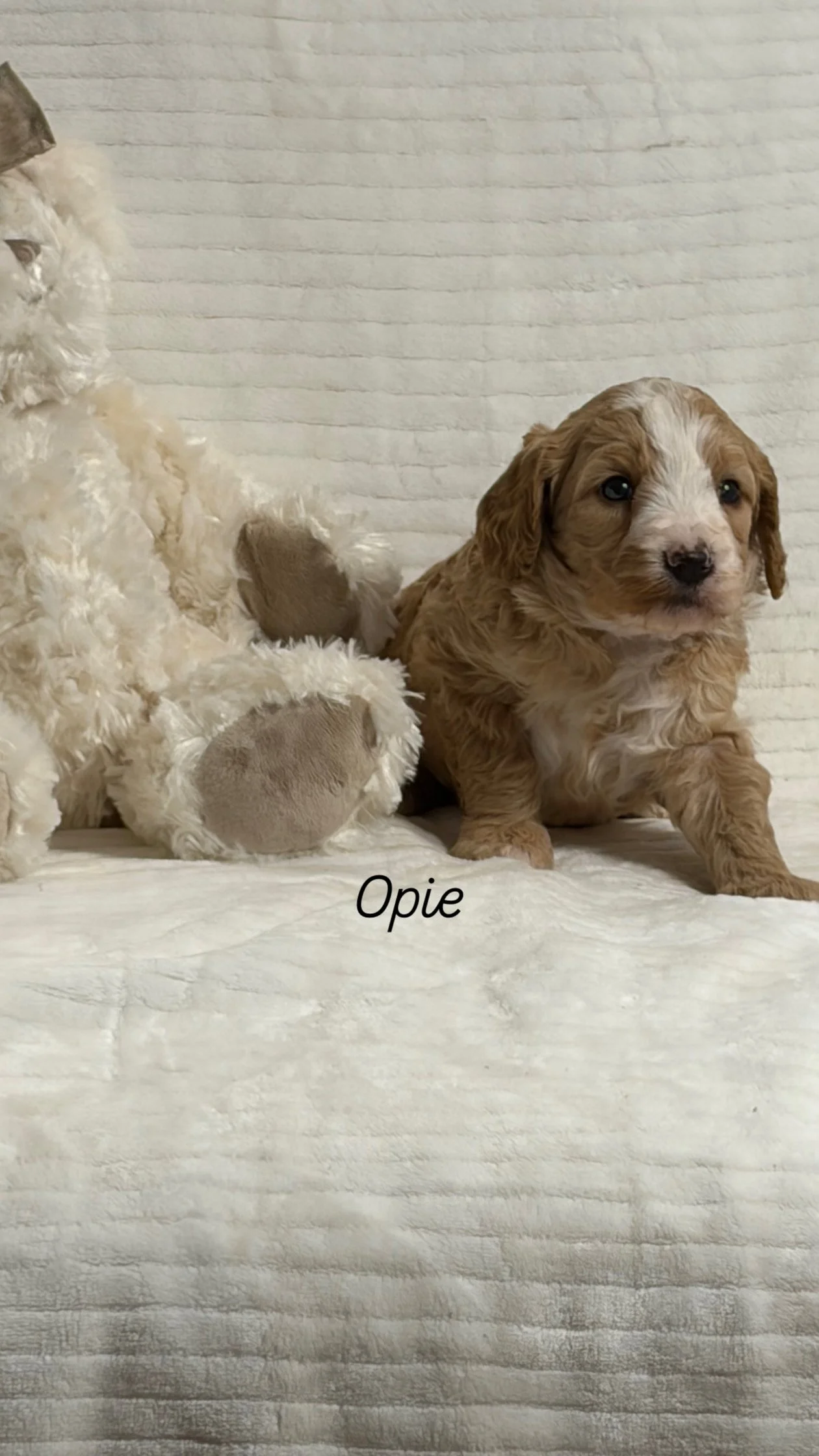 Opie ( male ) $300