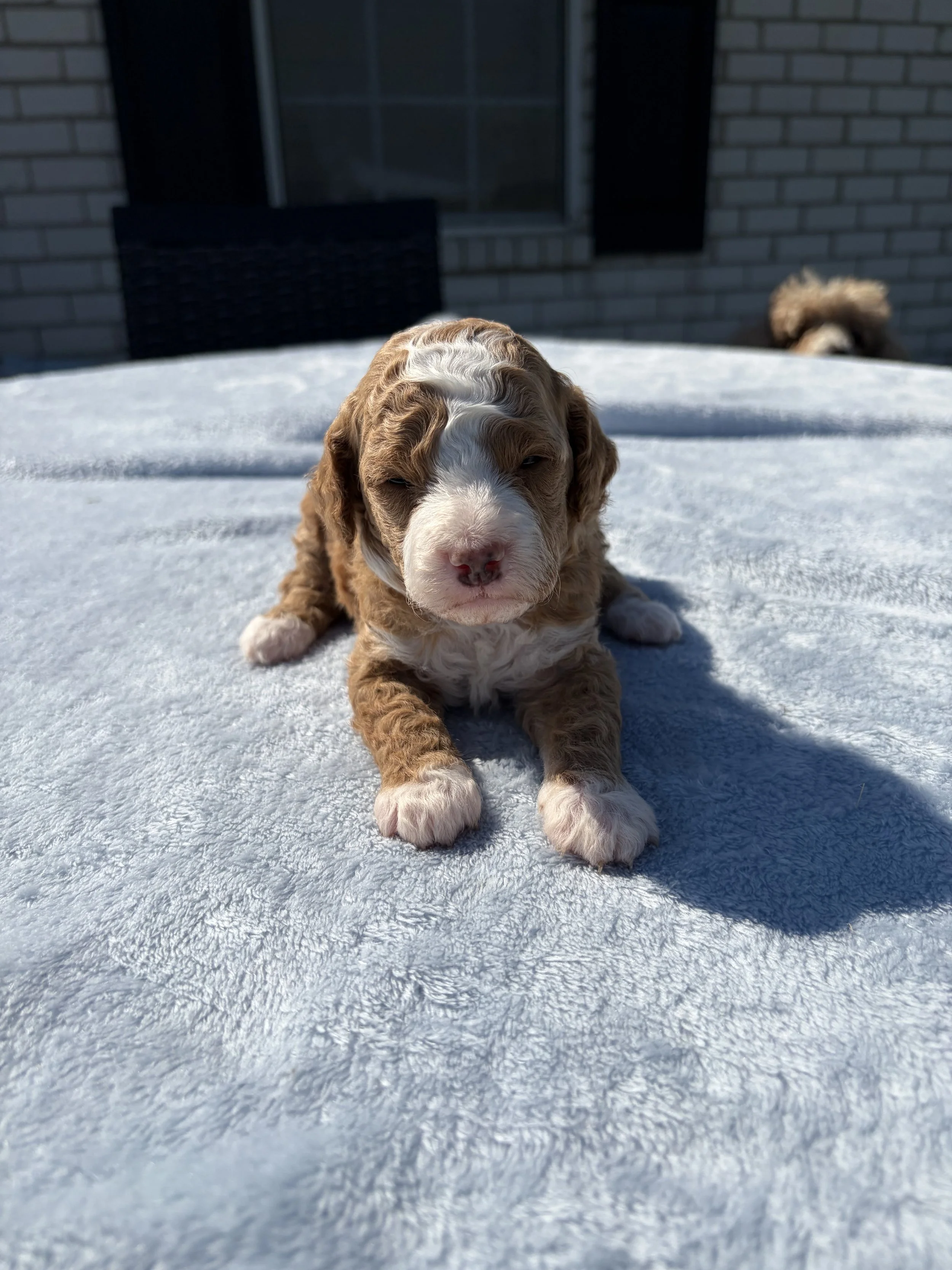 Lexie ( Female ) $300