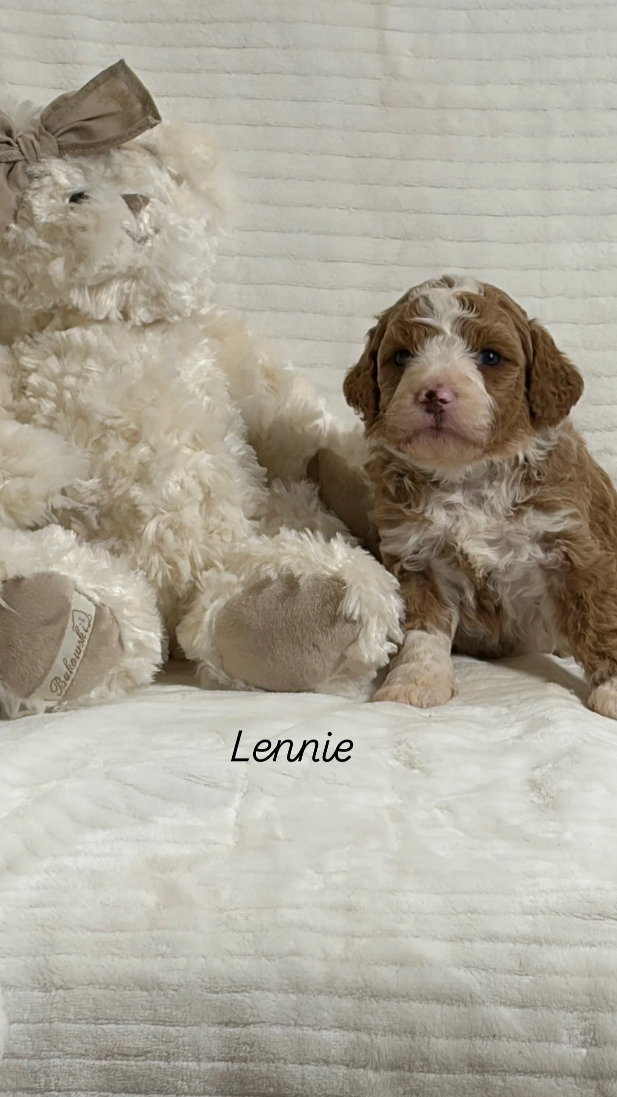 Lennie  ( Male )  $300