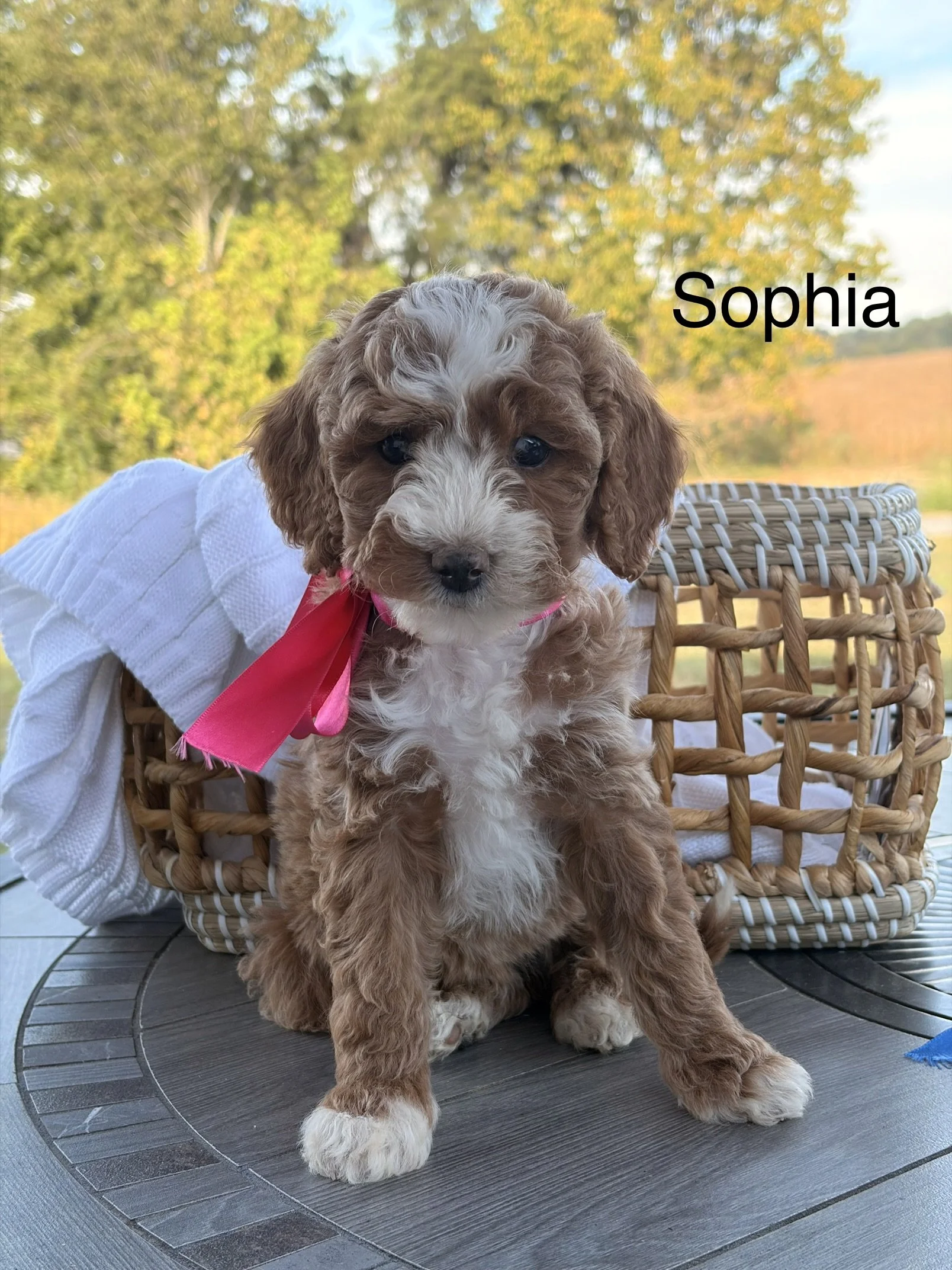 Sophia ( female )