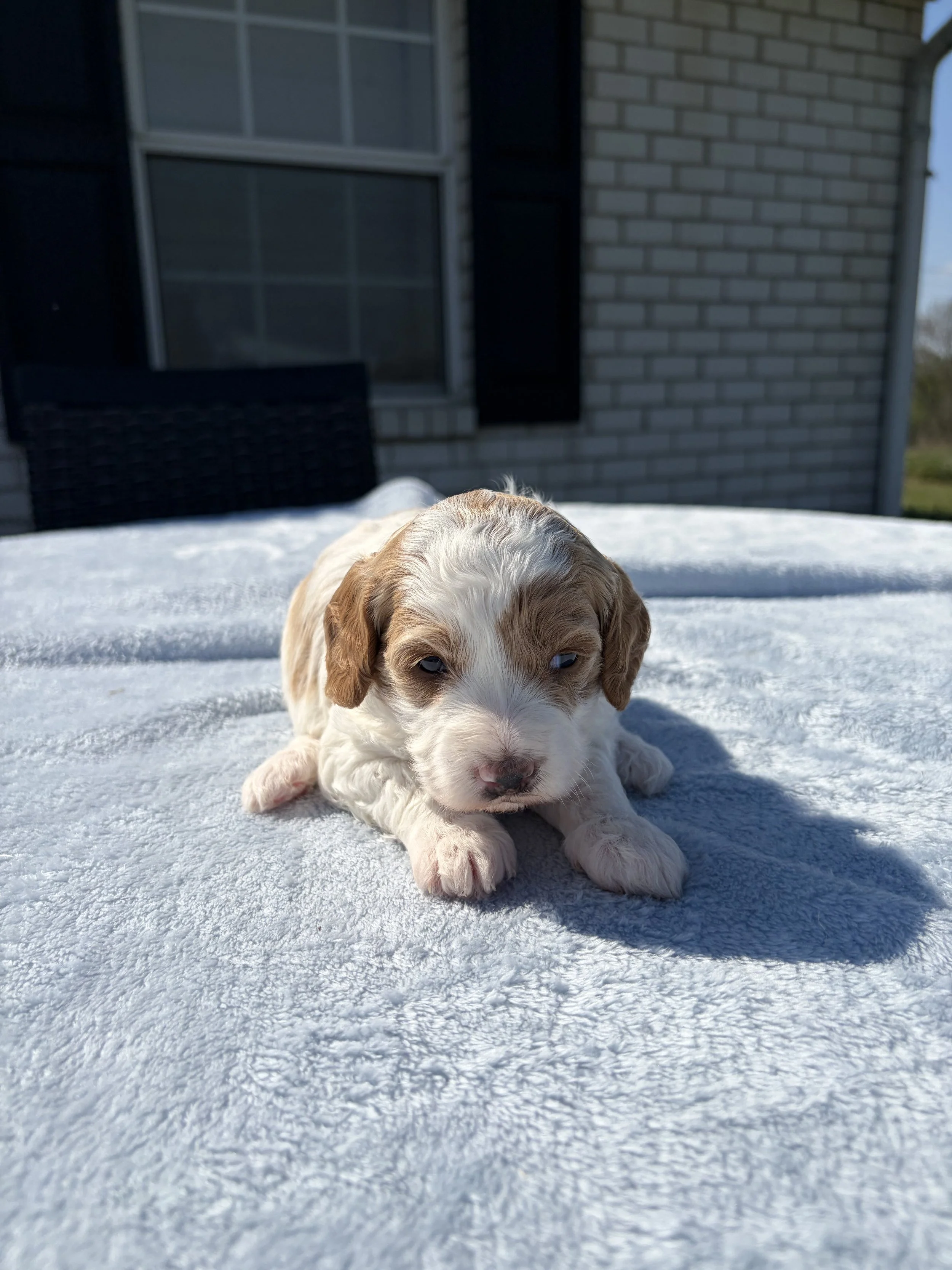 Amaya ( female ) $300