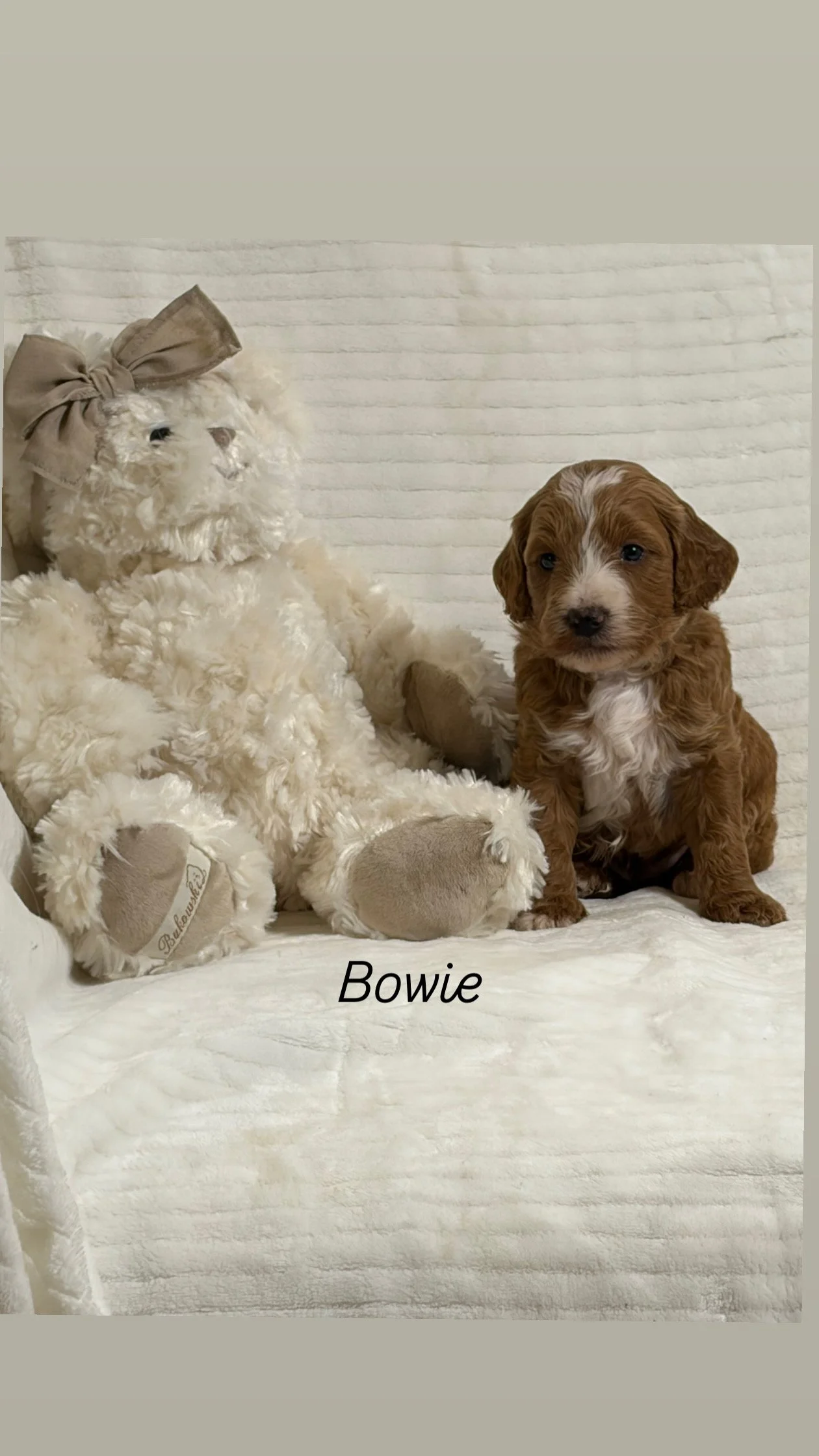 Bowie ( Male)  $300