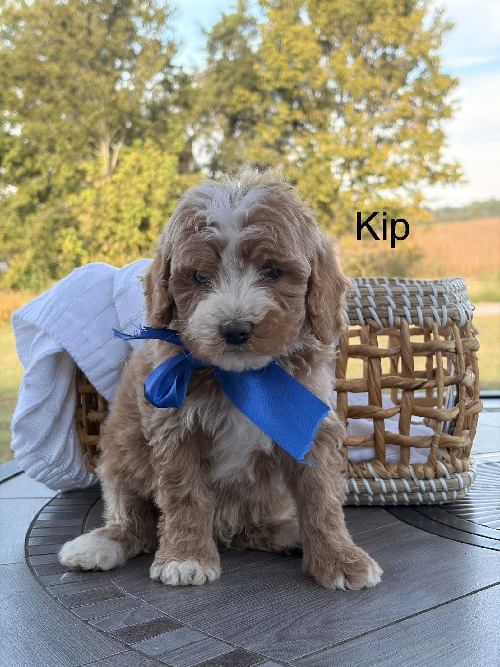 Kip ( Male )