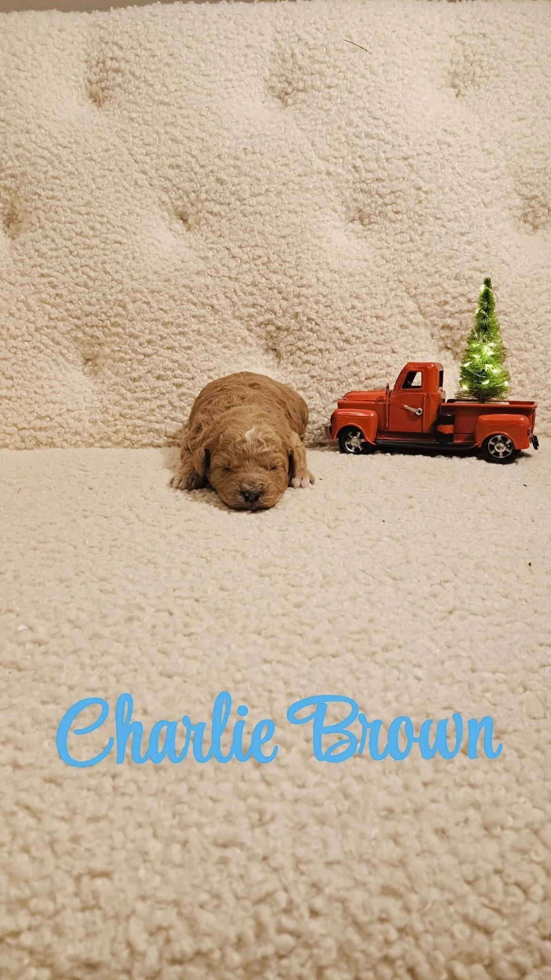 Charlie Brown ( Male) $300