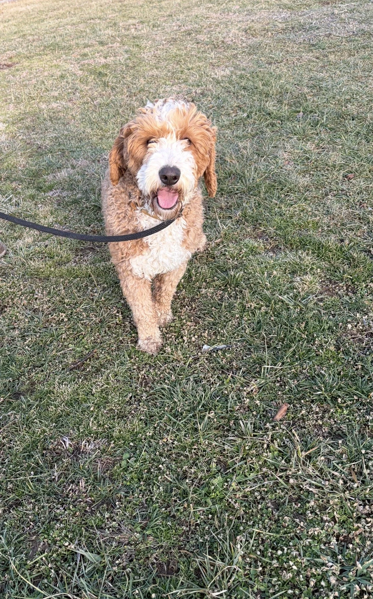Murphy our new Stud
