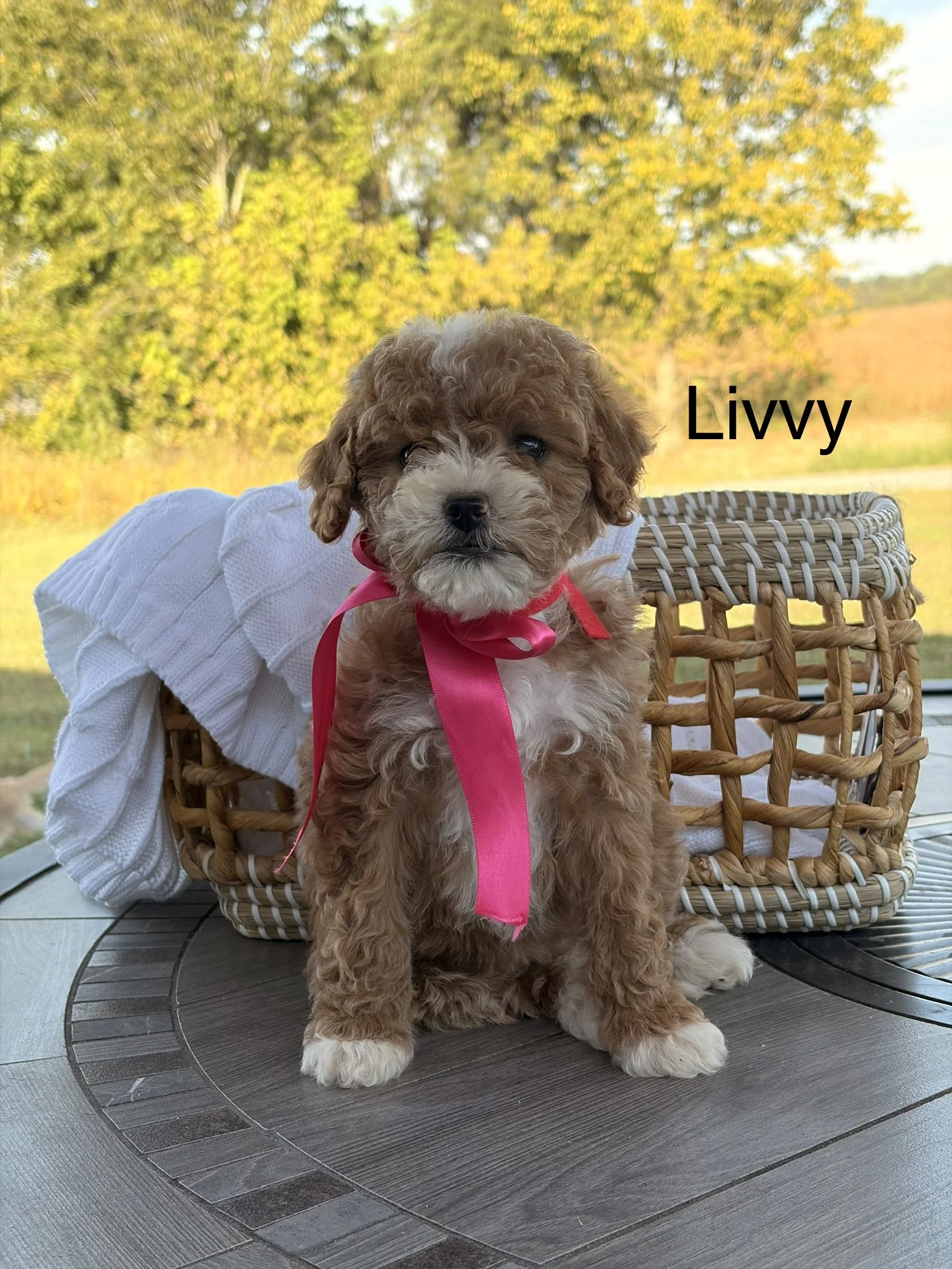 Livvy ( Female )