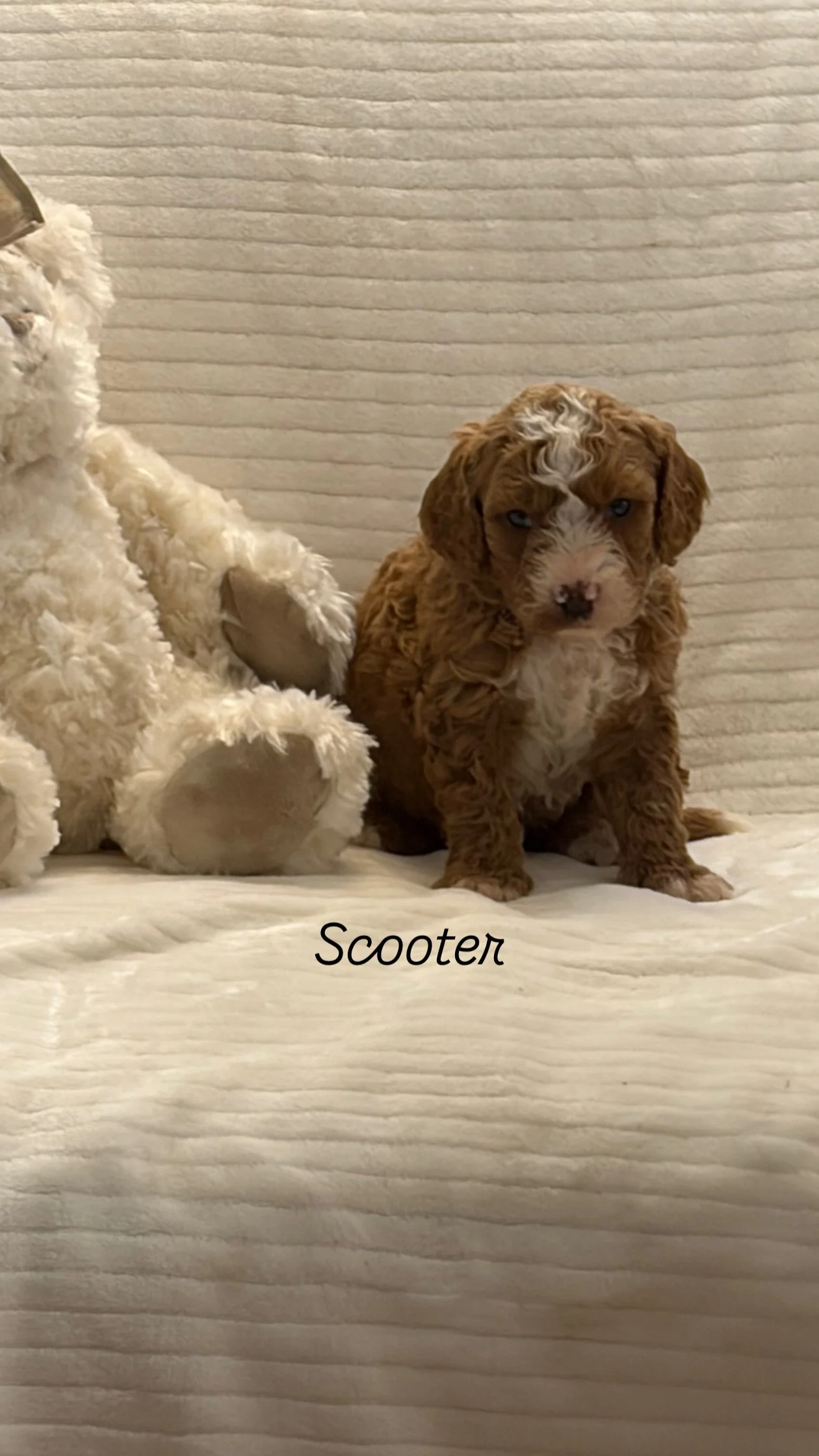 Scooter( male ) $300
