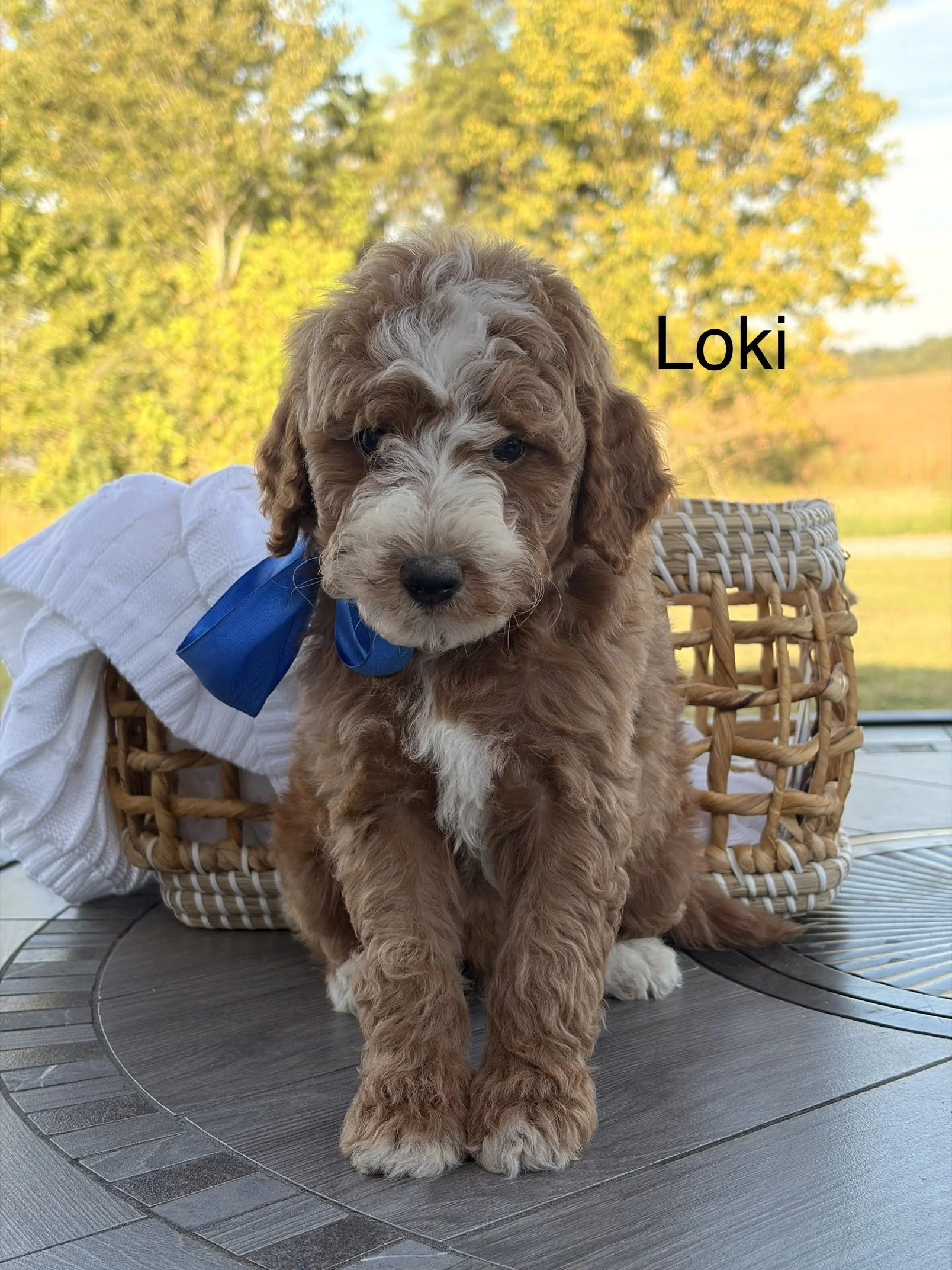 Loki ( Male )